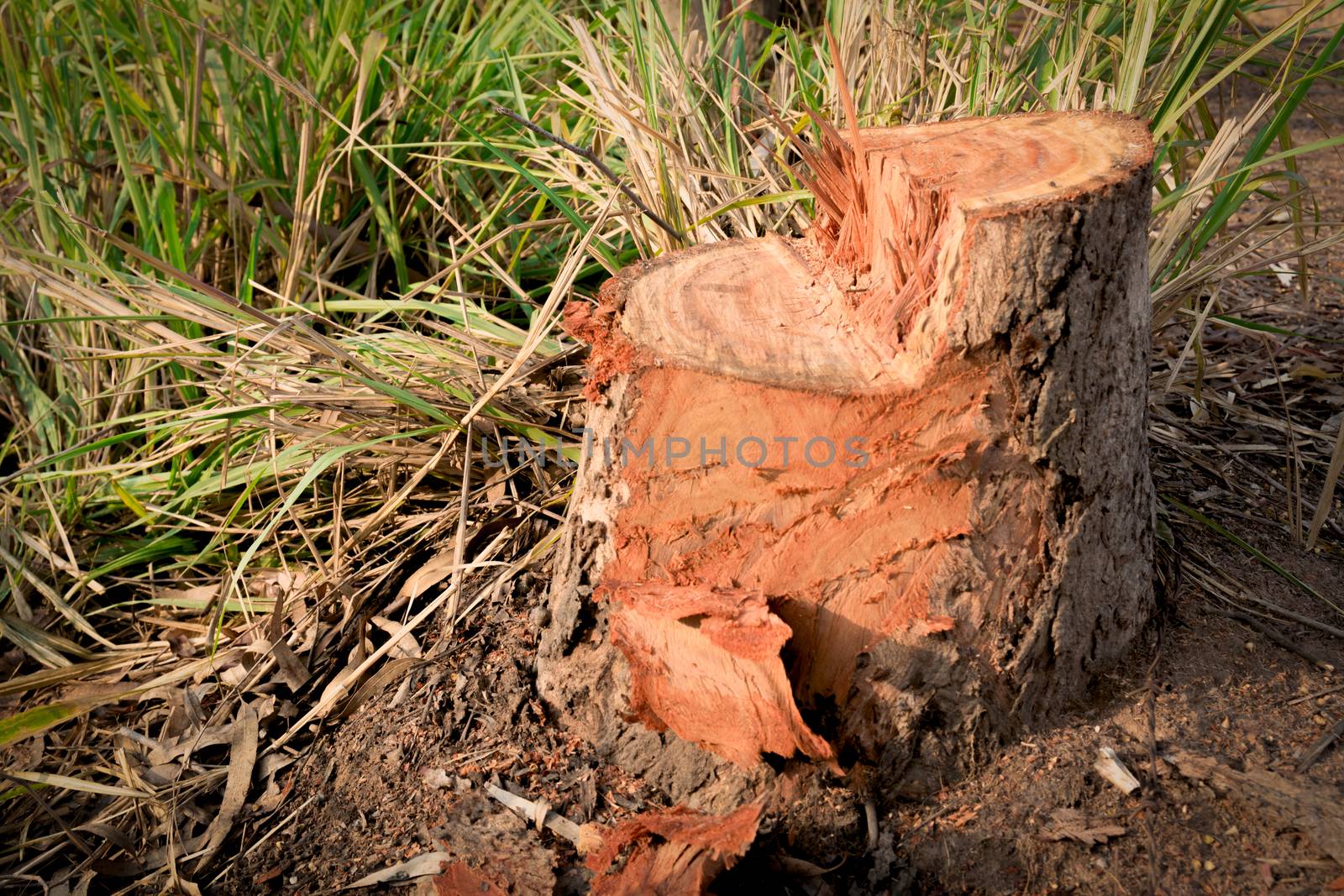 Dead Tree stump on grass. Old dead tree stump after a tree was cut down in the park.
