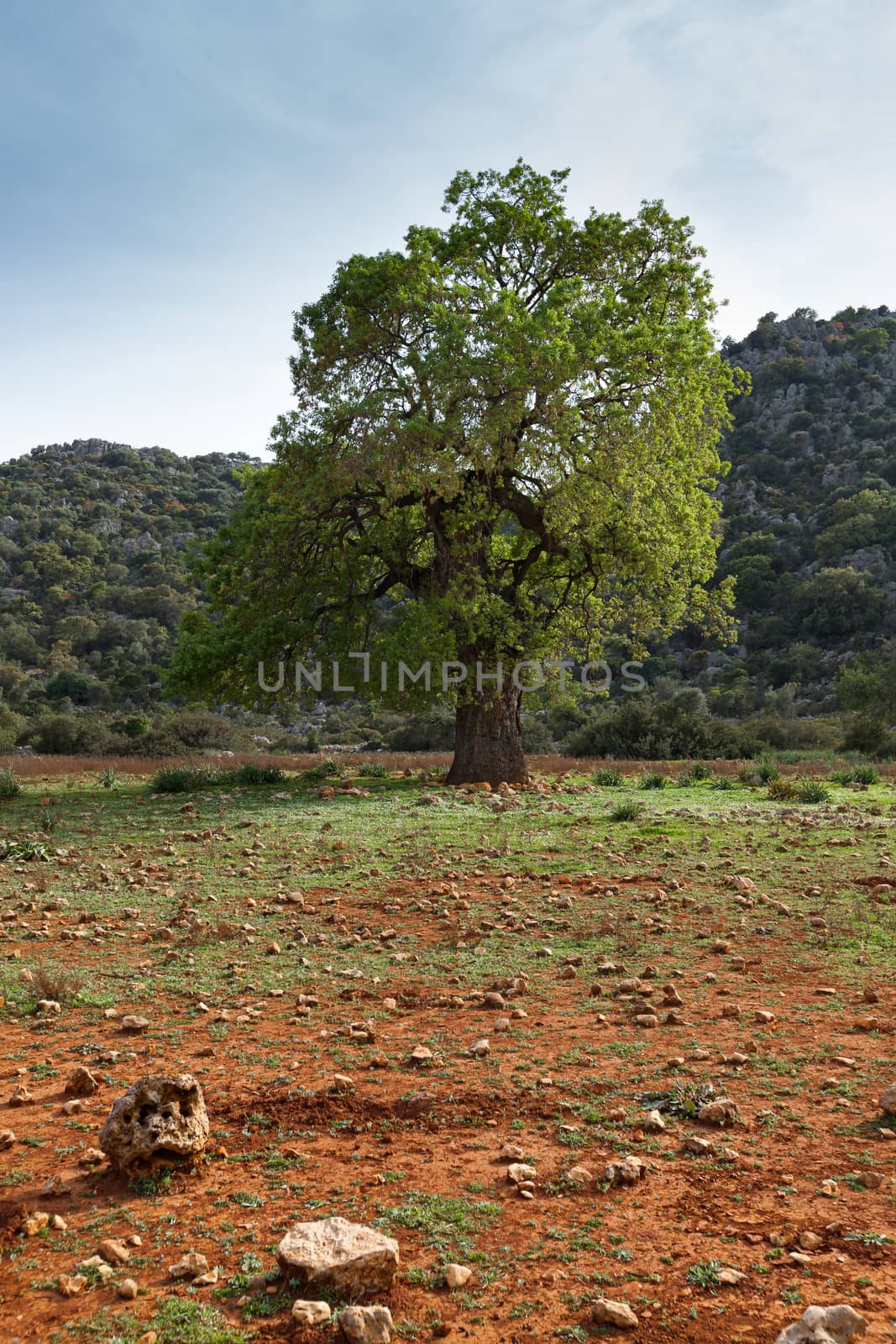Single tree in the valley by igor_stramyk