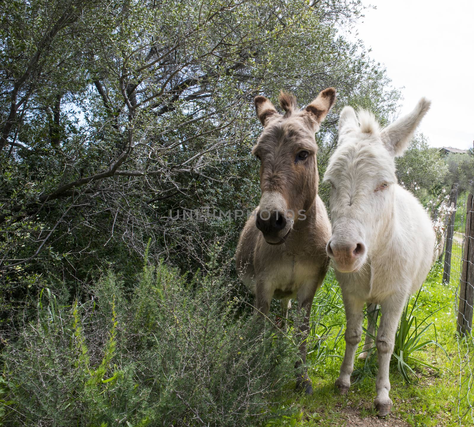 brown and white donkey together by compuinfoto