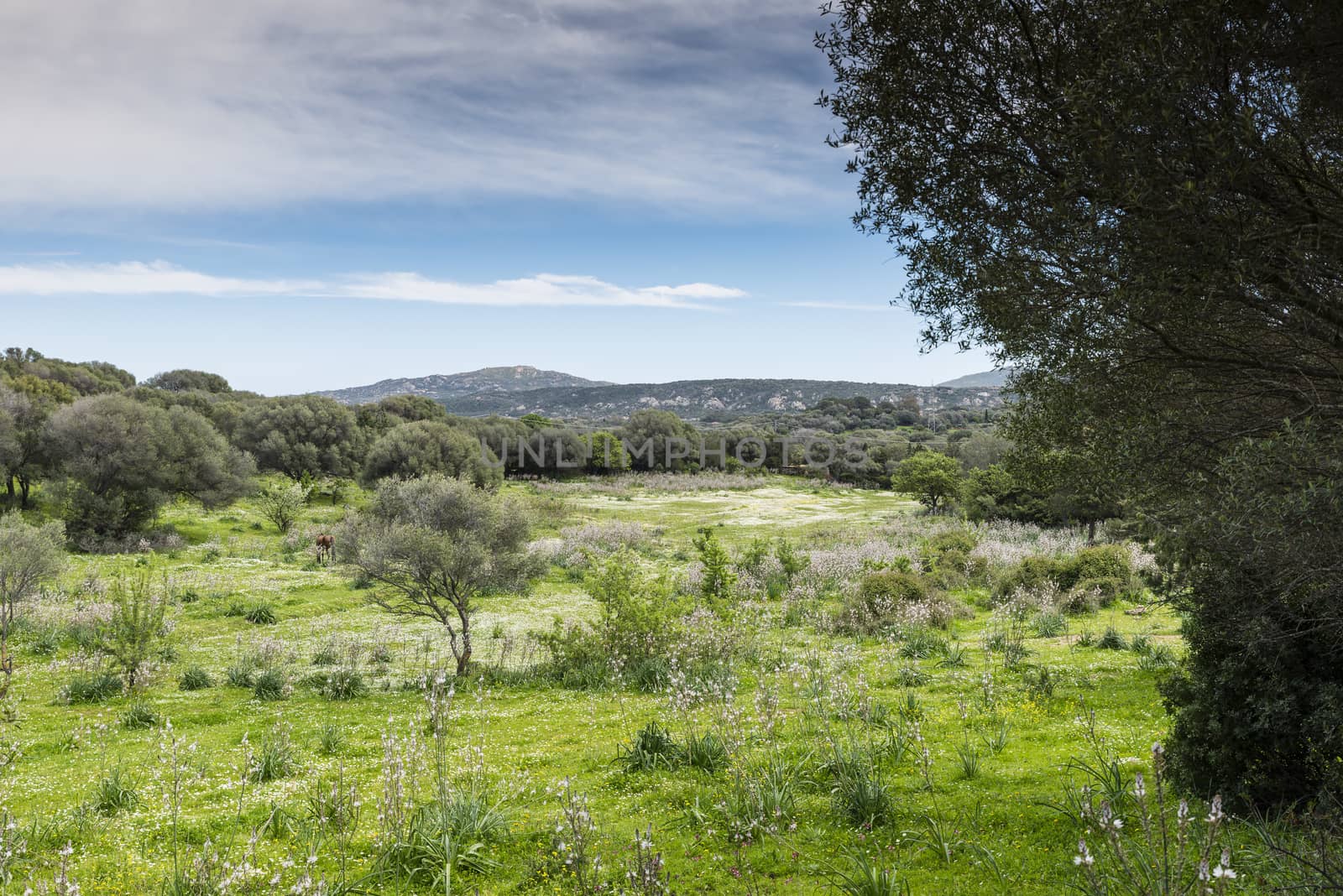 Sardinia landscape with flowers in april and a horse grazing in the green grass near the costa emeralda