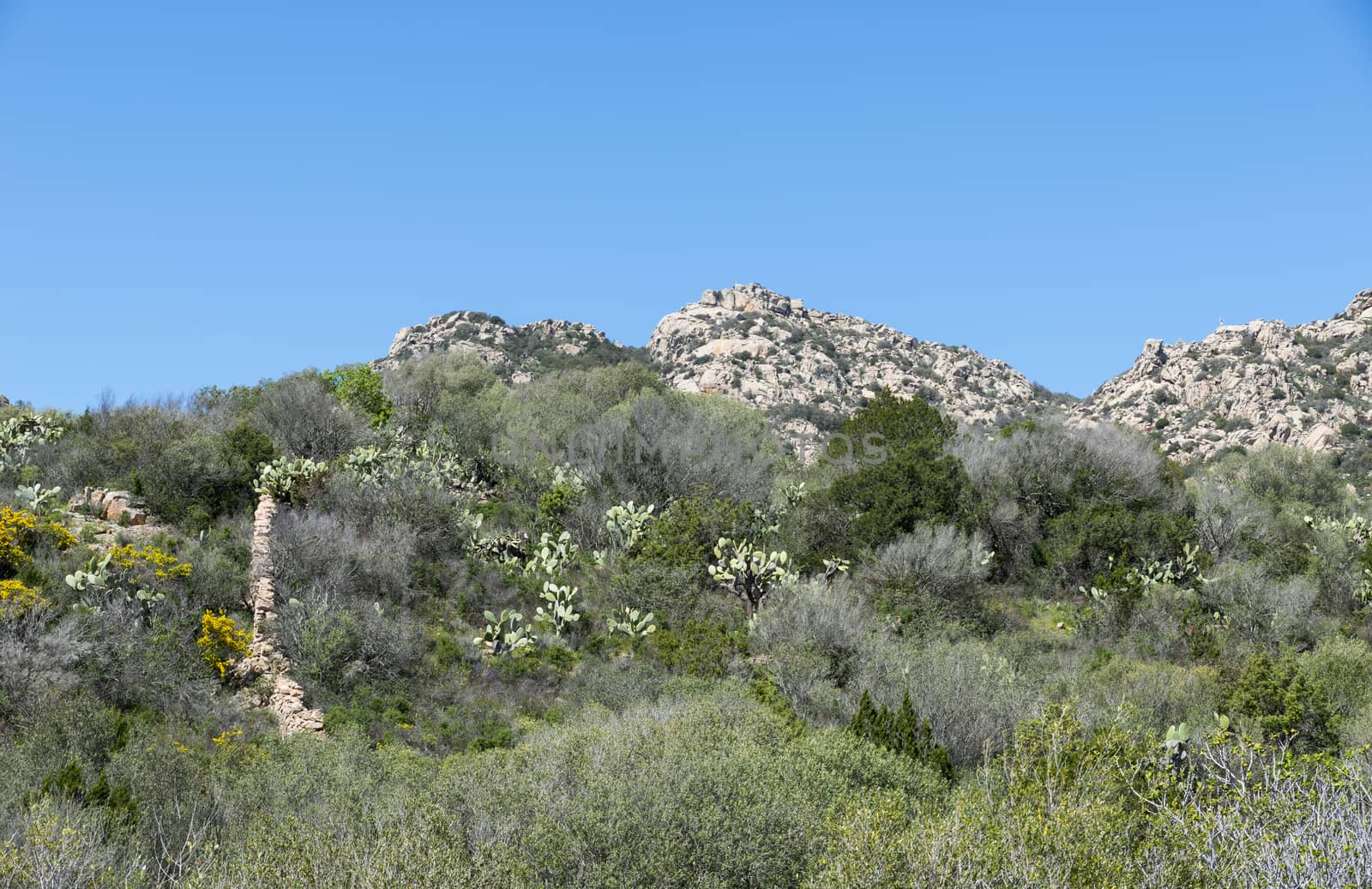 landscape with rocks and flowers and plants like cactus on the italian island sardinia also called sardega