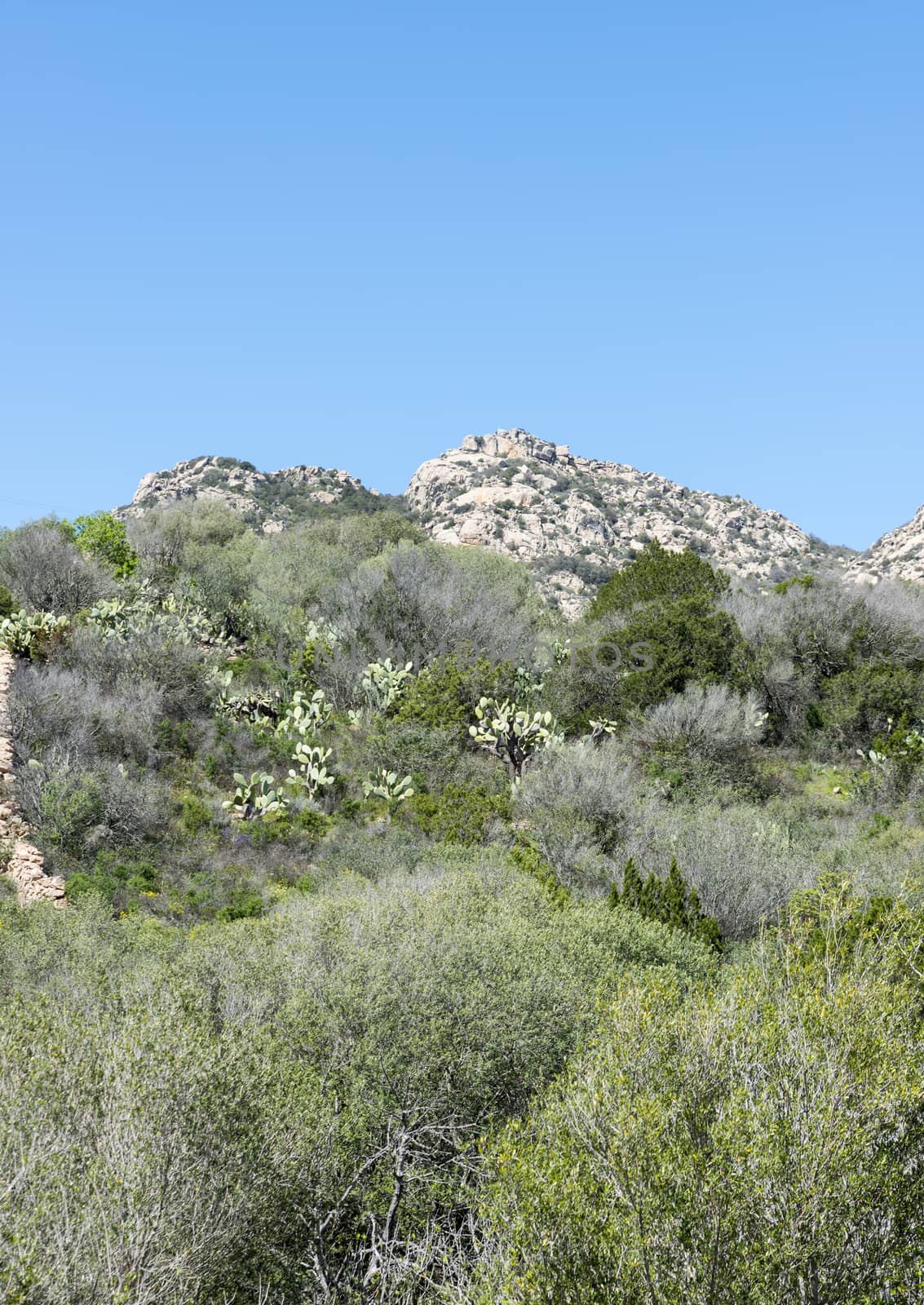 landscape with rocks and flowers and plants like cactus on the italian island sardinia also called sardega