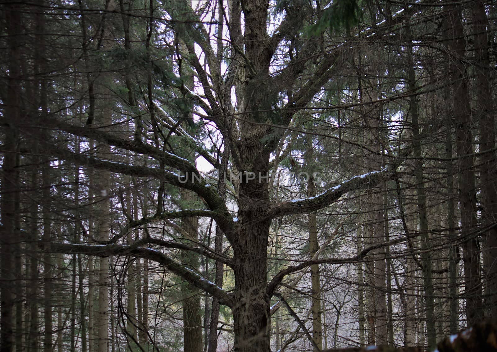 An old Oak among young Pines.