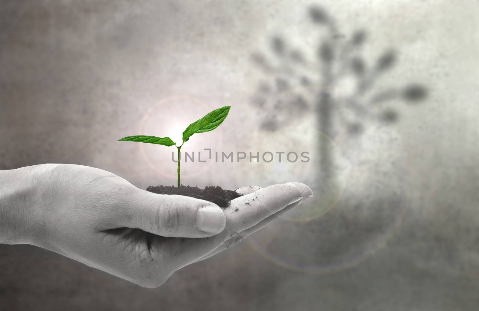 Large tree shadowing a small plant seedling in a hand