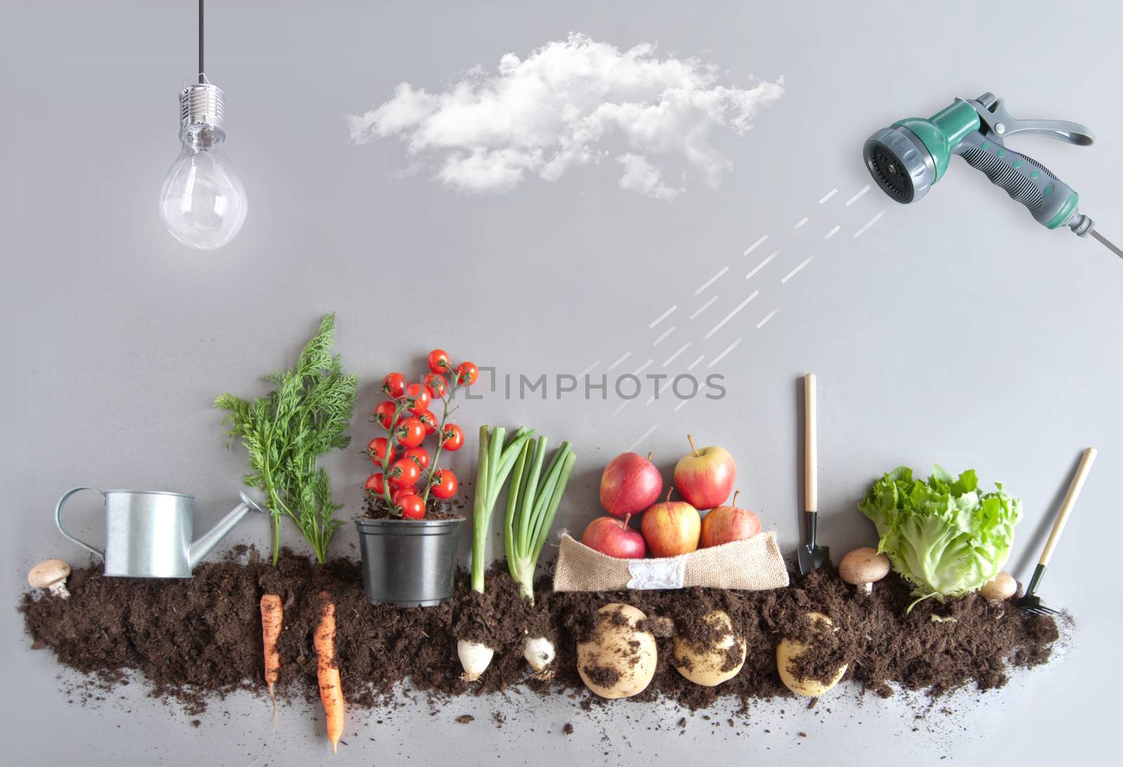 Organic fruit and vegtable garden concept by unikpix