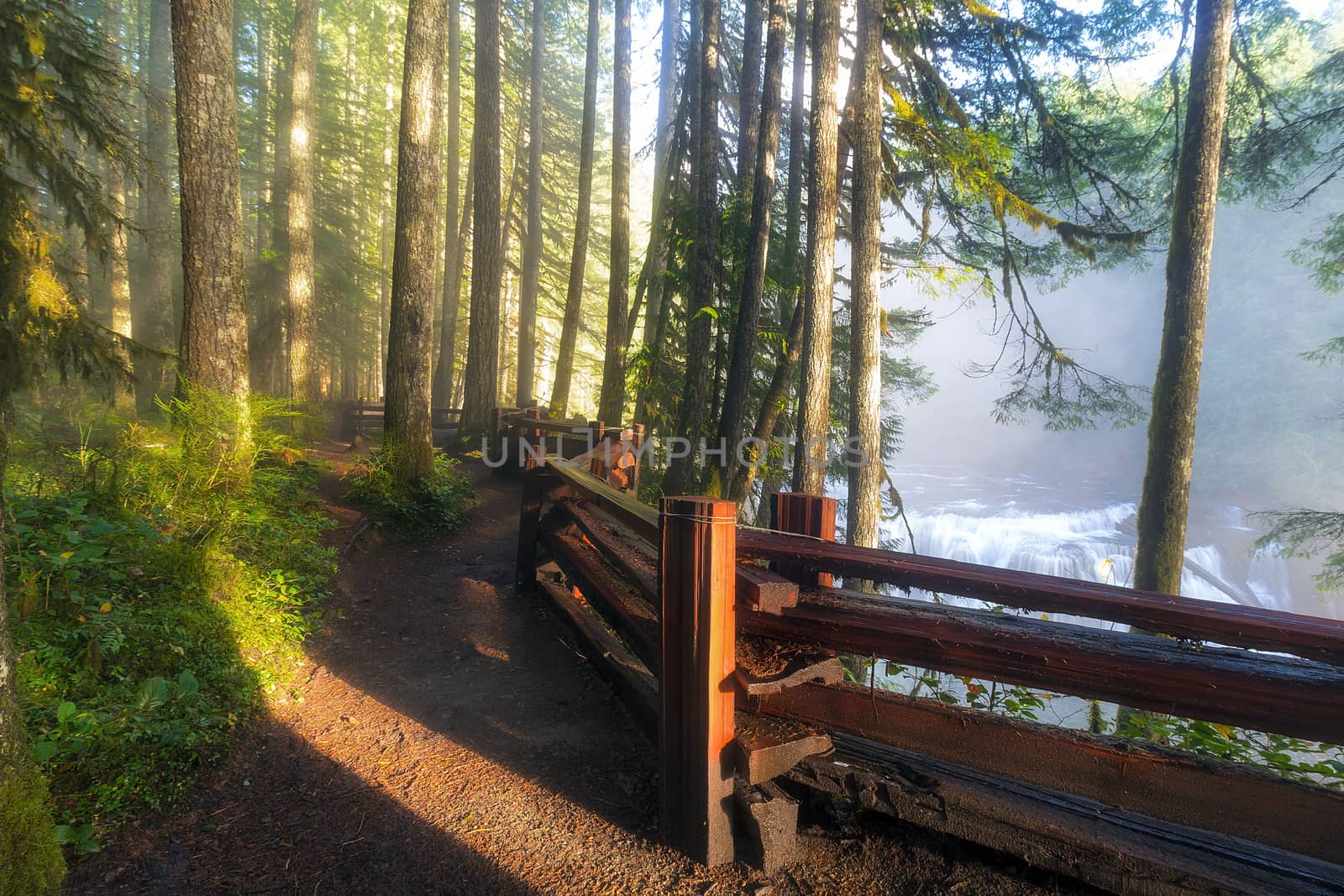 Lower Leis River hikng trail in Washington State with afternoon sunlight