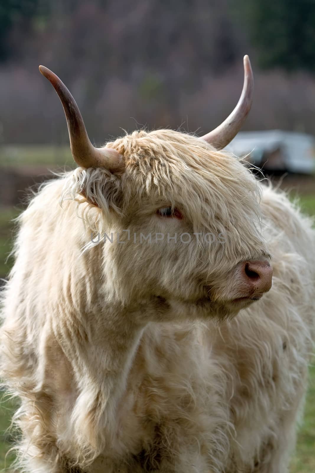 Kyloe Highland Cow Closeup Portrait by Davidgn