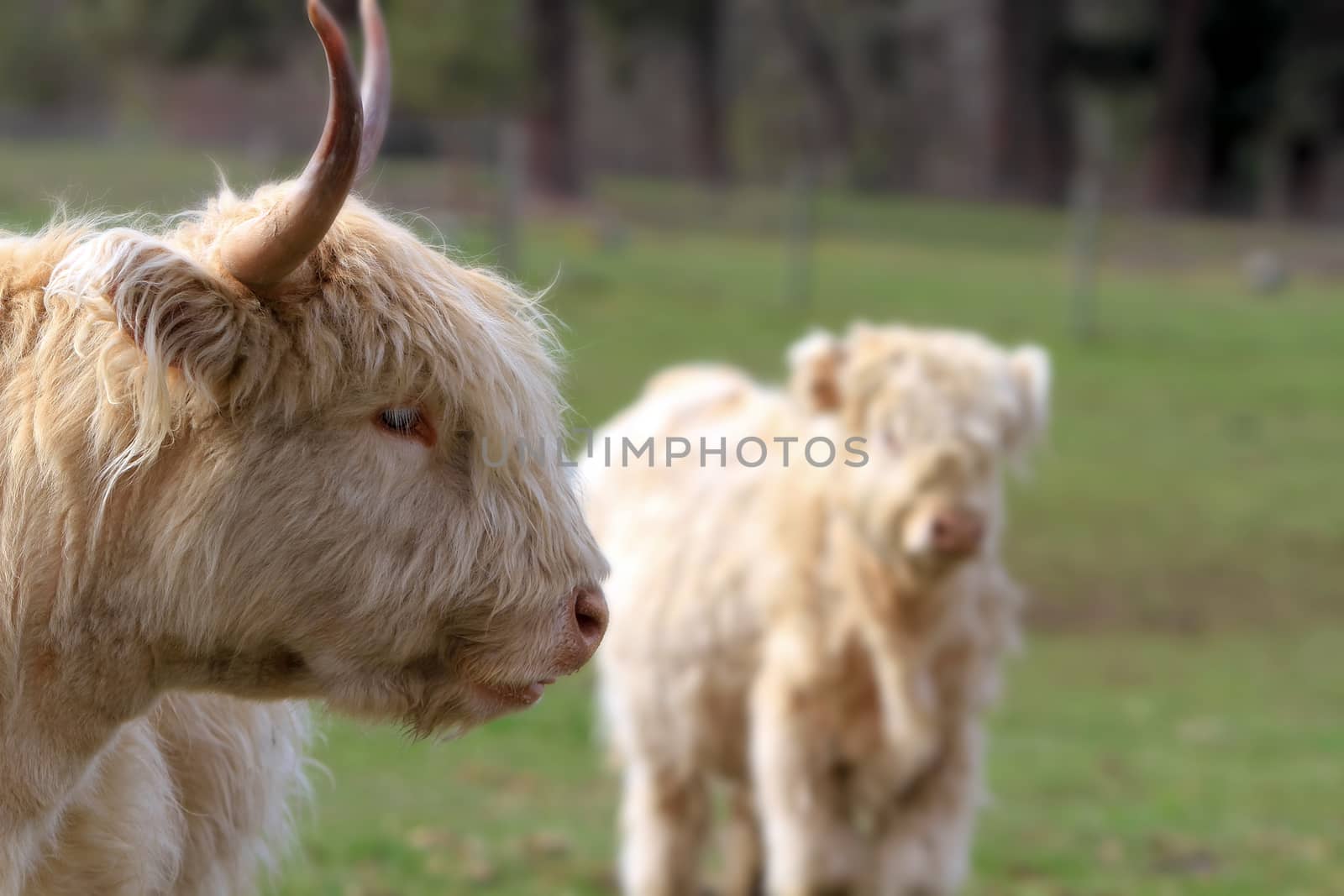 Kyloe Highland Bull Cow Cattle Scottish Breed with calf Portrait Closeup