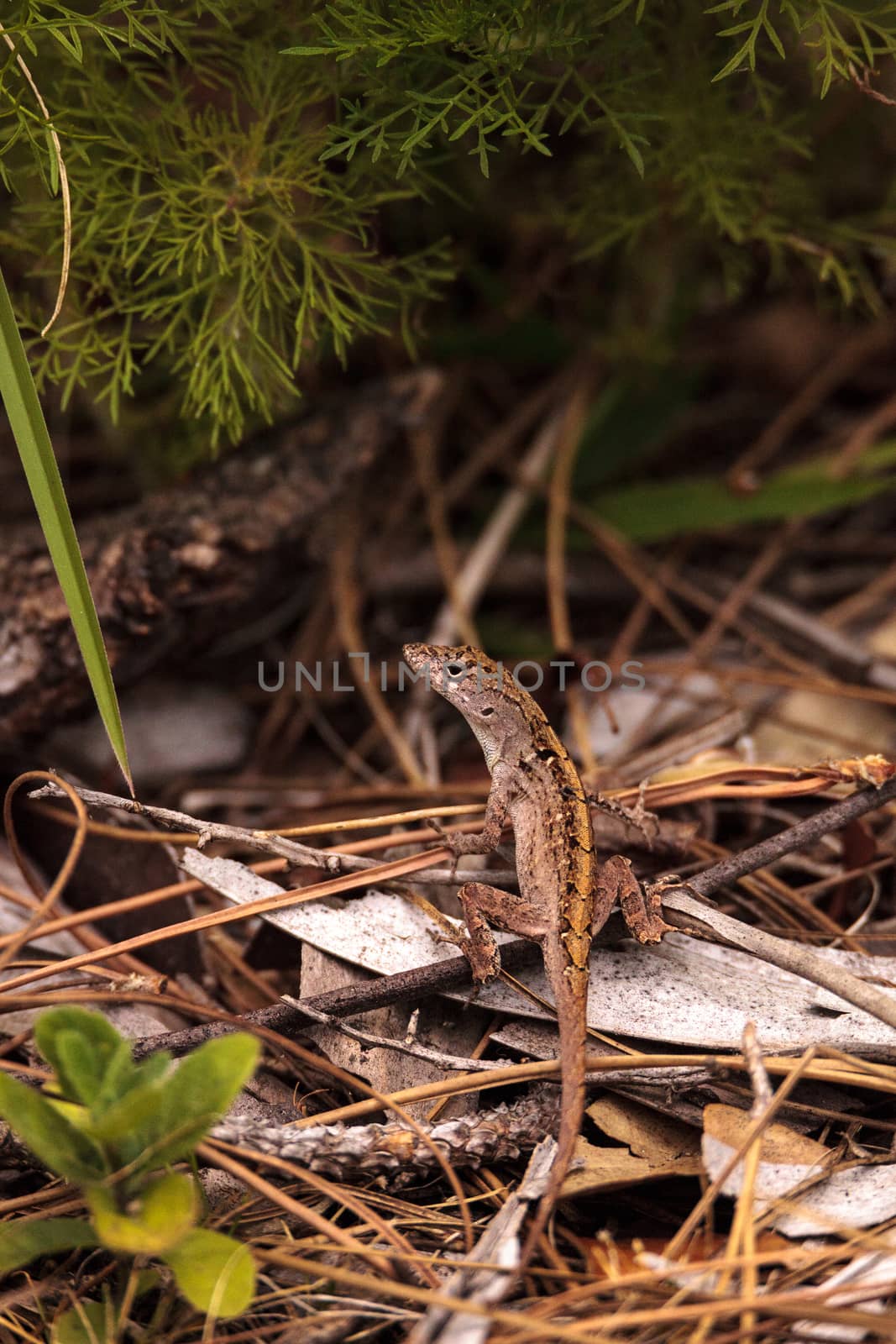 Brown anole lizard Anolis sagrei climbs on grass and leaves in Immokalee, Florida