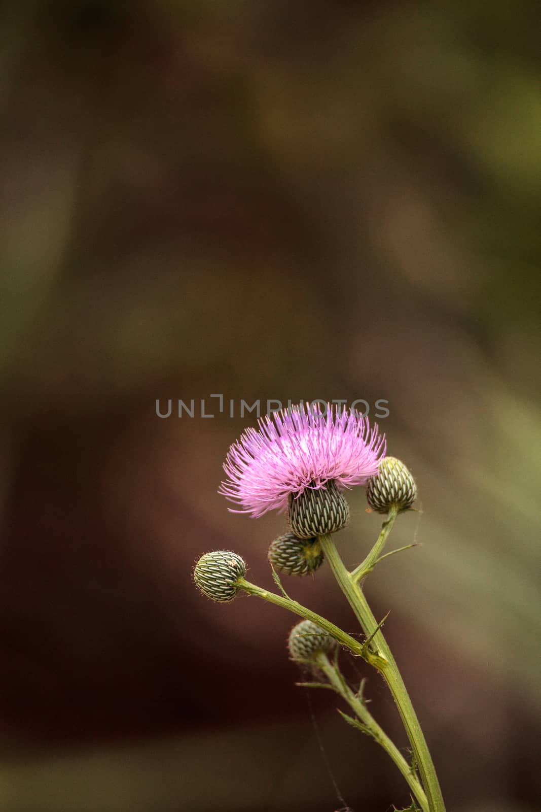 Pink flower of a thistle plant Carduus horridulum blooming in the woods in Immokalee, Florida