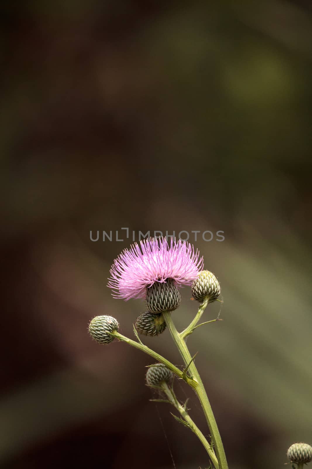 Pink flower of a thistle plant Carduus horridulum blooming in the woods in Immokalee, Florida