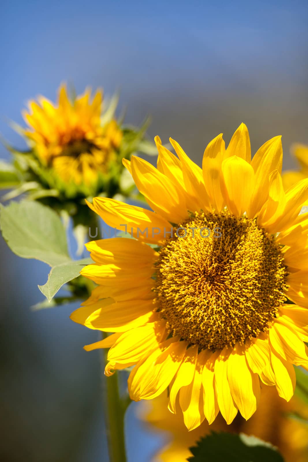 Bright yellow Vincent fresh sunflower Helianthus annuus by steffstarr