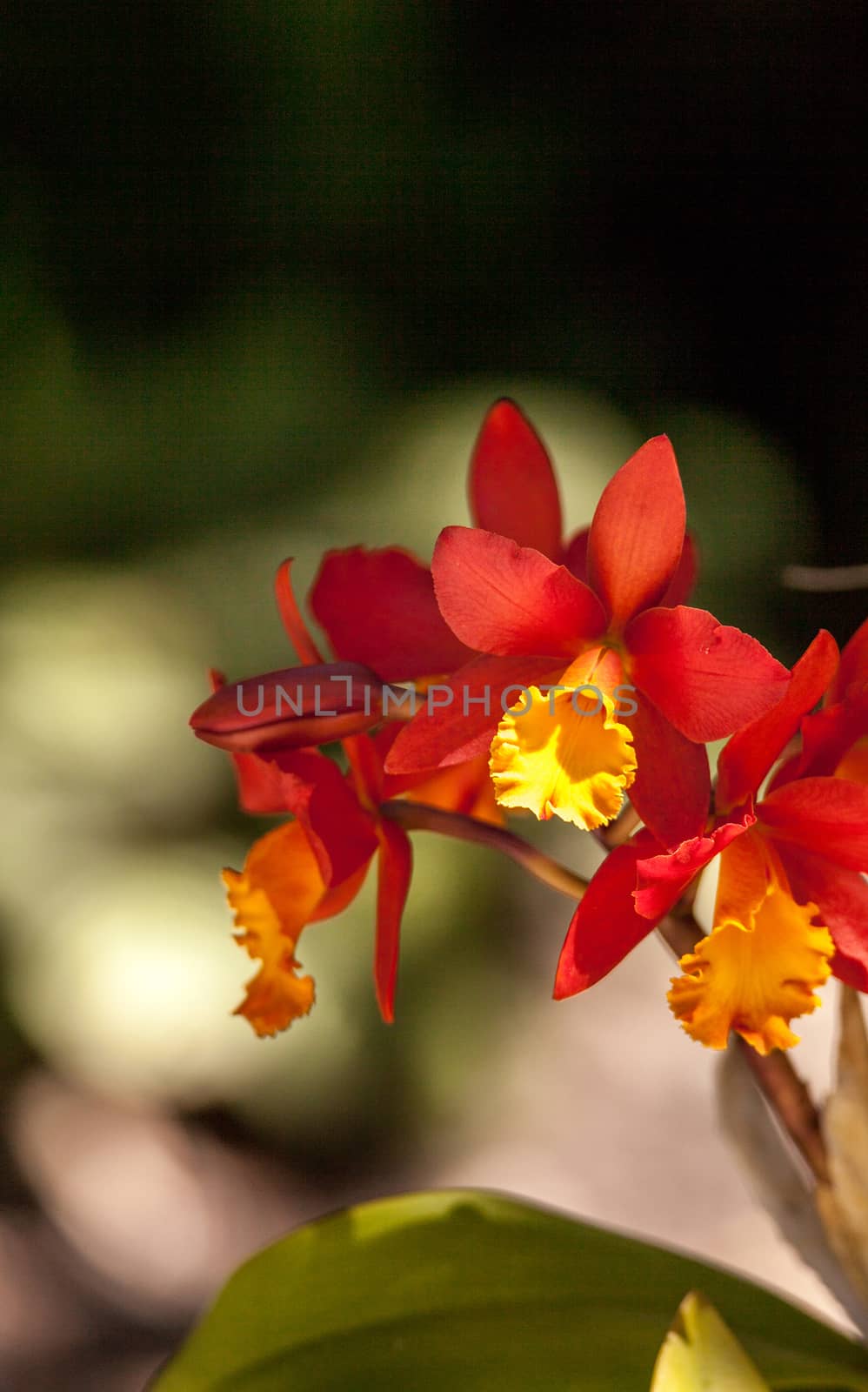 Orange and yellow bamboo orchid flower called Arundina graminifolia is often found in Malaysia and the Himalayas.