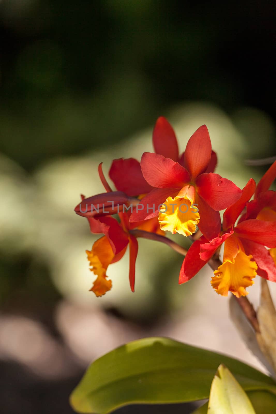 Orange and yellow bamboo orchid flower called Arundina graminifo by steffstarr