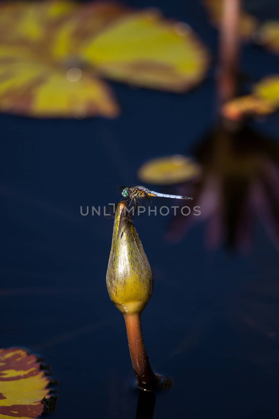 Blue dasher male dragonfly Pachydiplax longipennis perches on a water lily in a pond in Naples, Florida