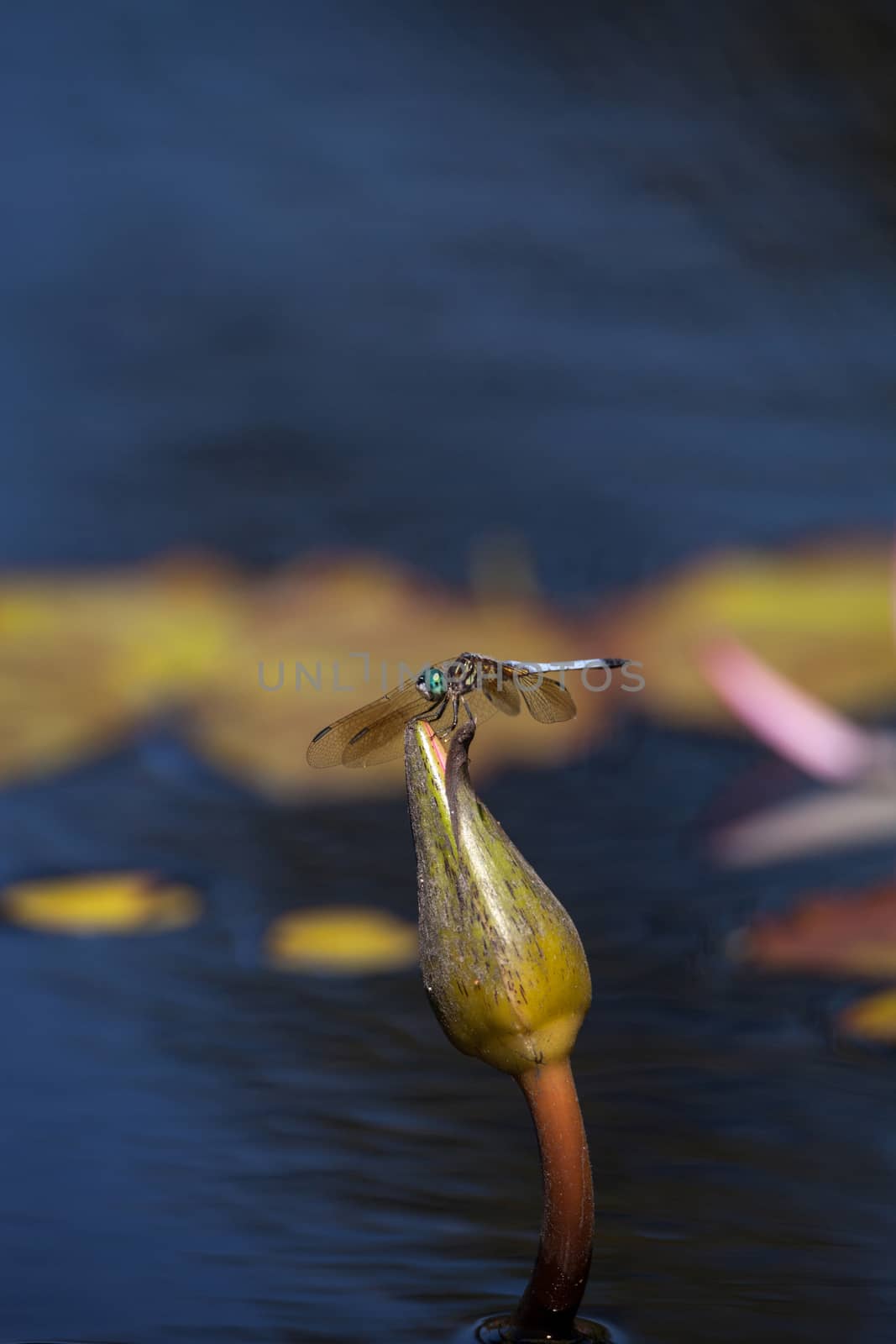 Blue dasher male dragonfly Pachydiplax longipennis by steffstarr