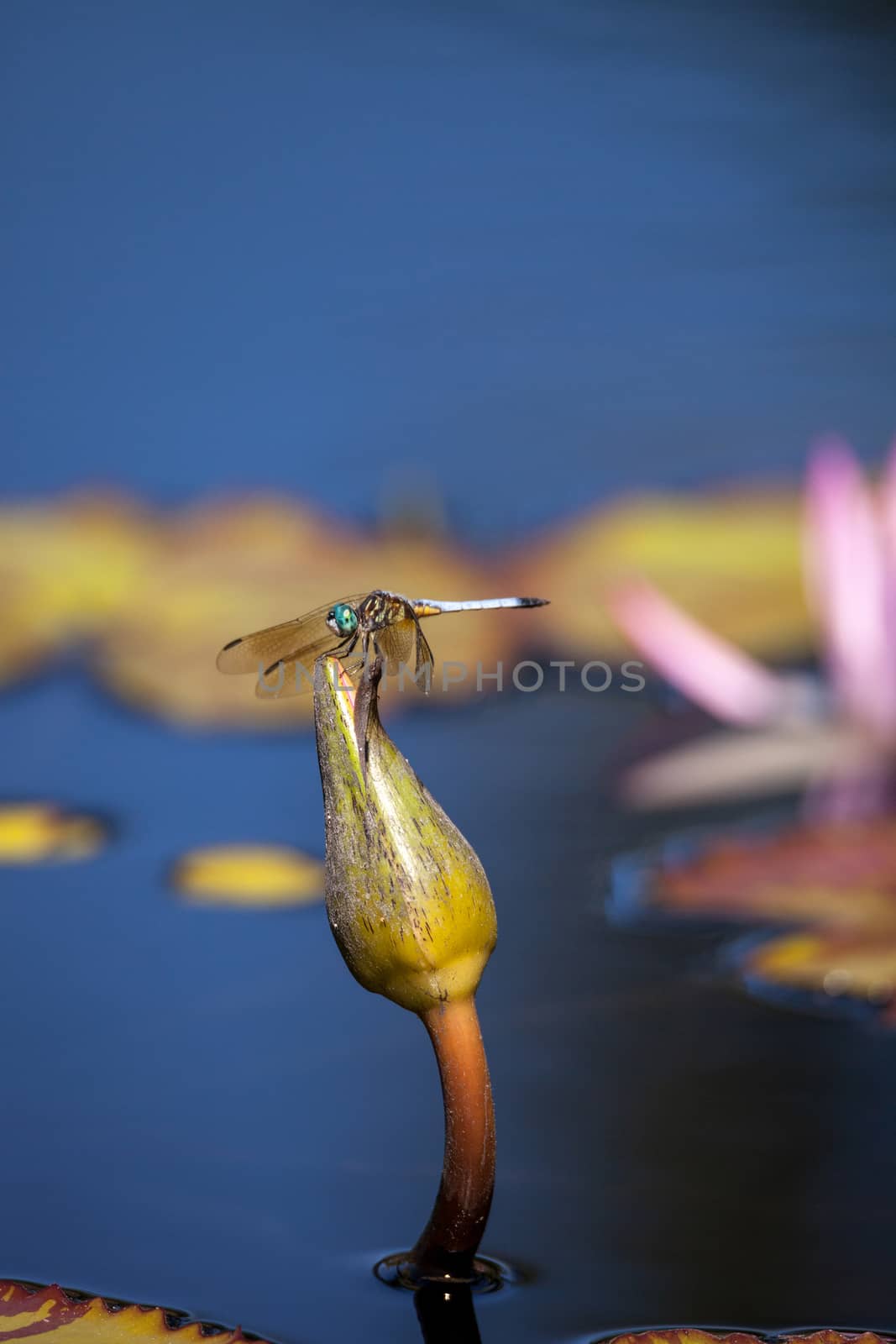 Blue dasher male dragonfly Pachydiplax longipennis perches on a water lily in a pond in Naples, Florida