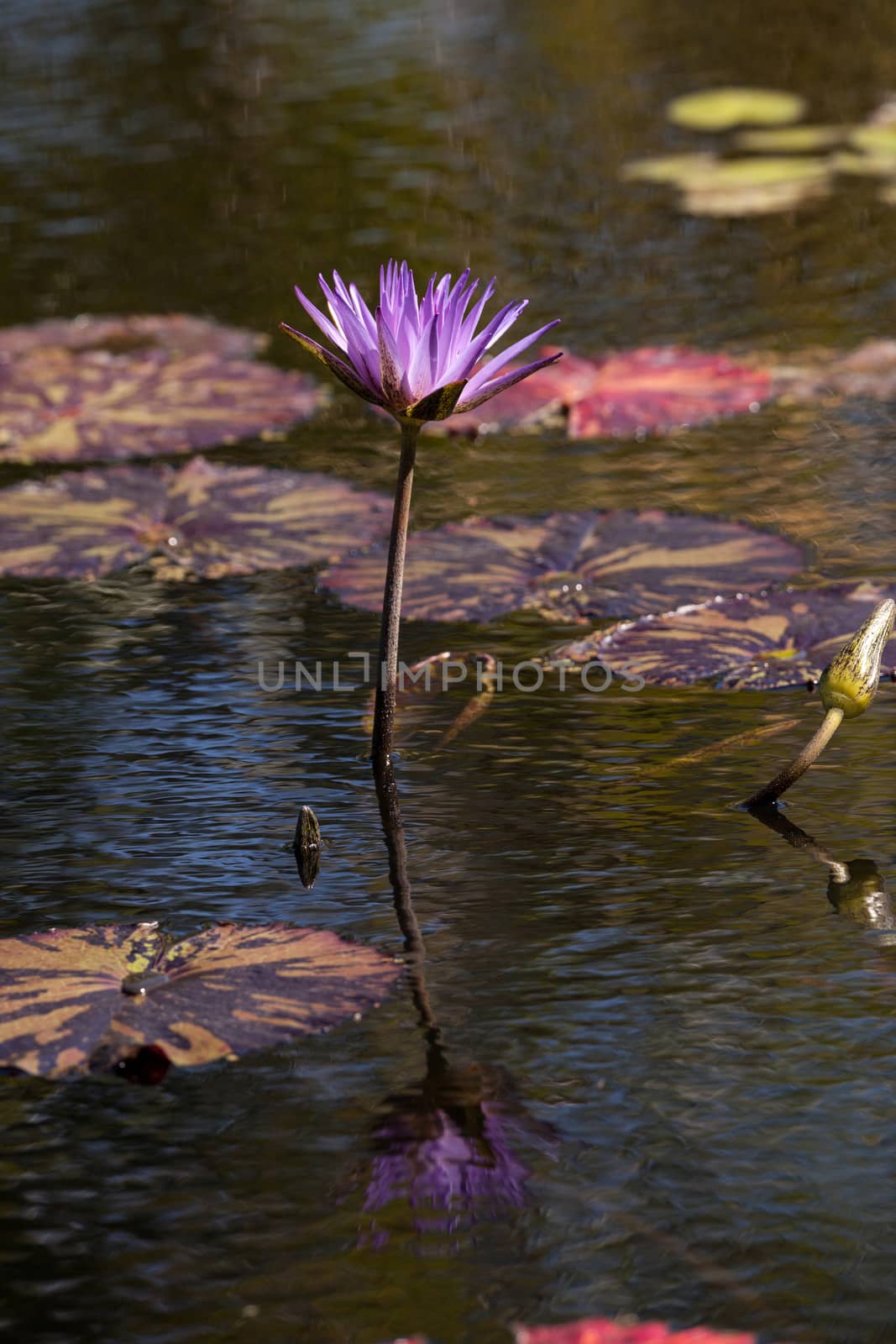 Blue Star Water lily Nymphaea nouchali blossoms among lily pads on a pond in Naples, Florida