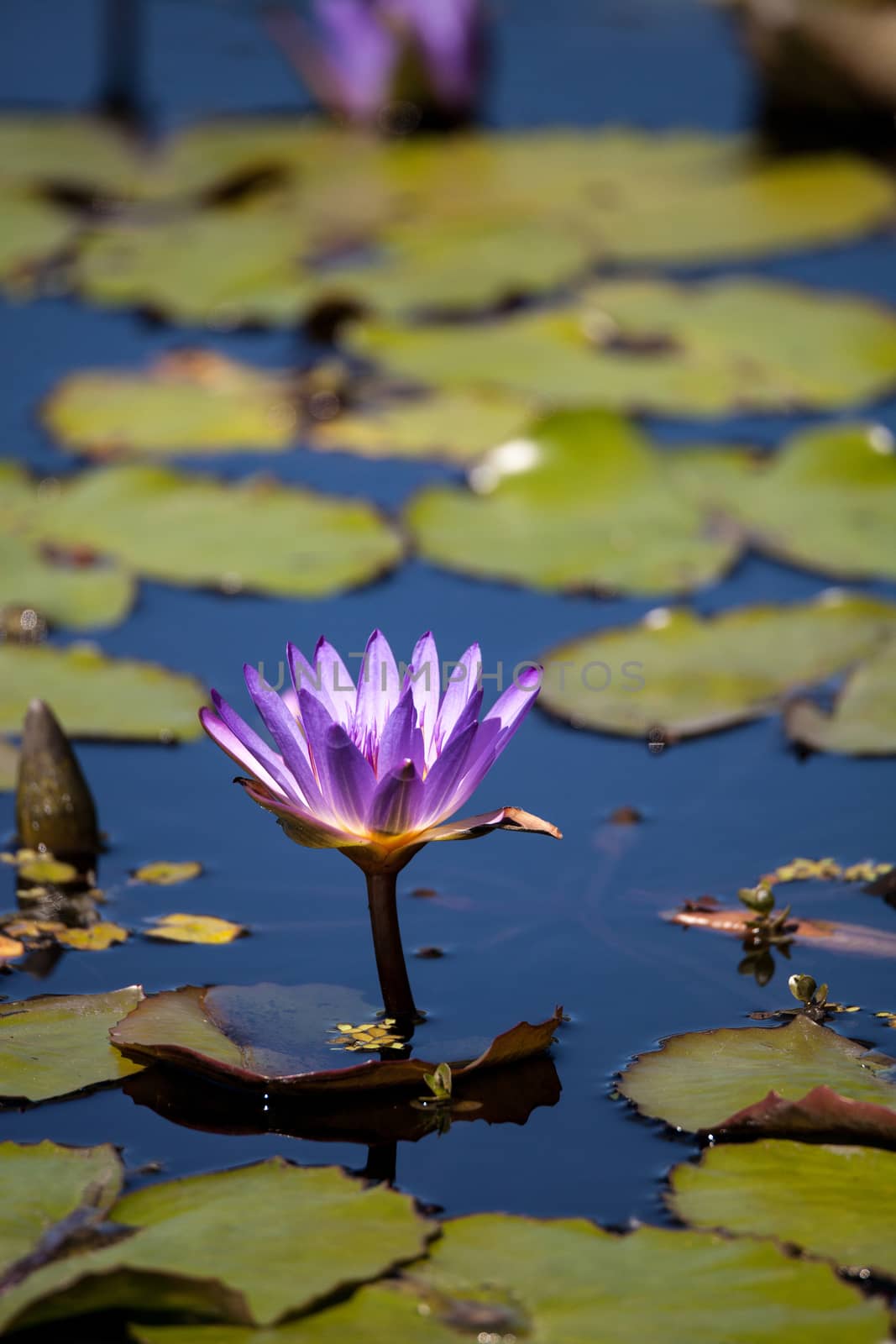 Blue Star Water lily Nymphaea nouchali by steffstarr