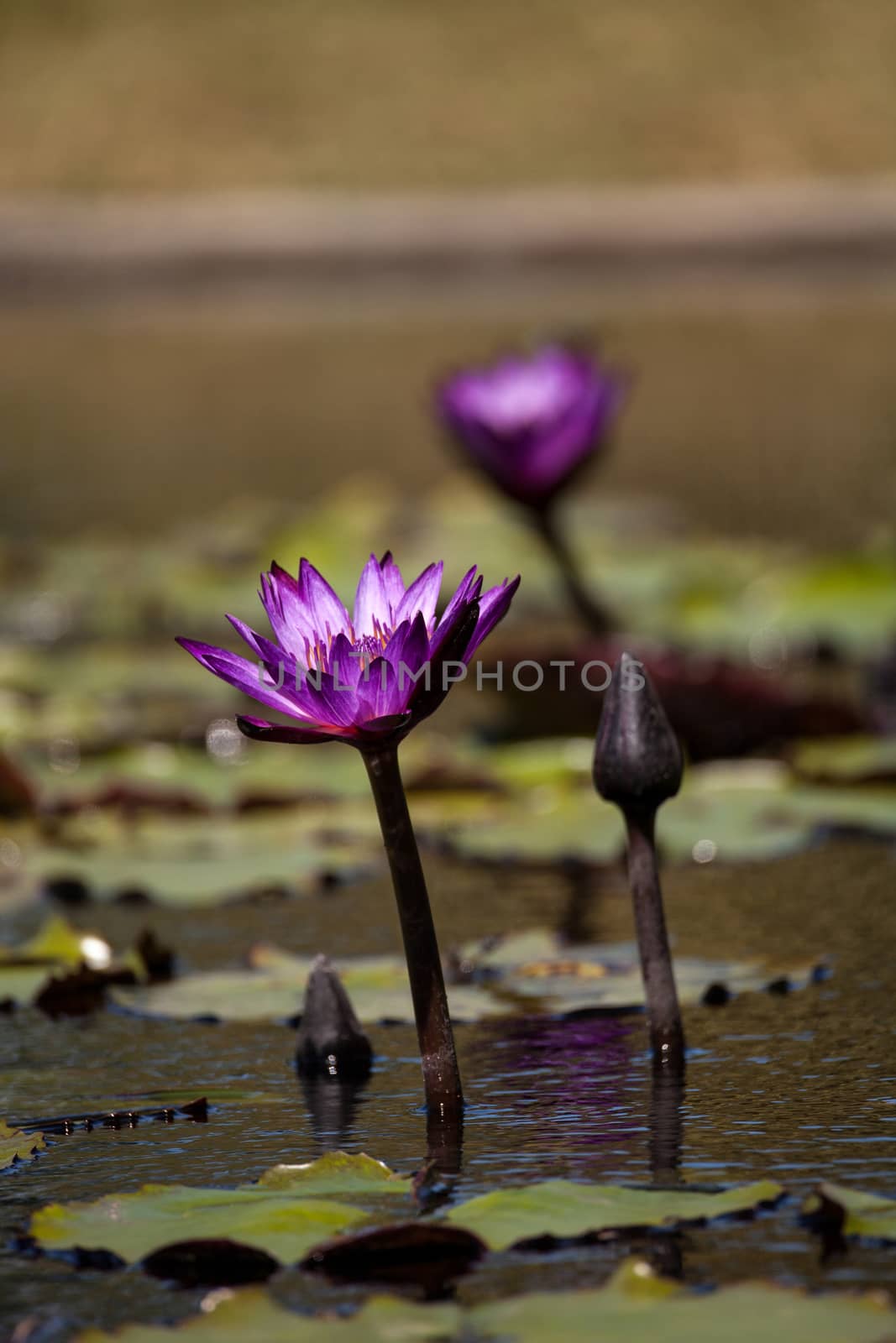 Blue Star Water lily Nymphaea nouchali blossoms among lily pads on a pond in Naples, Florida