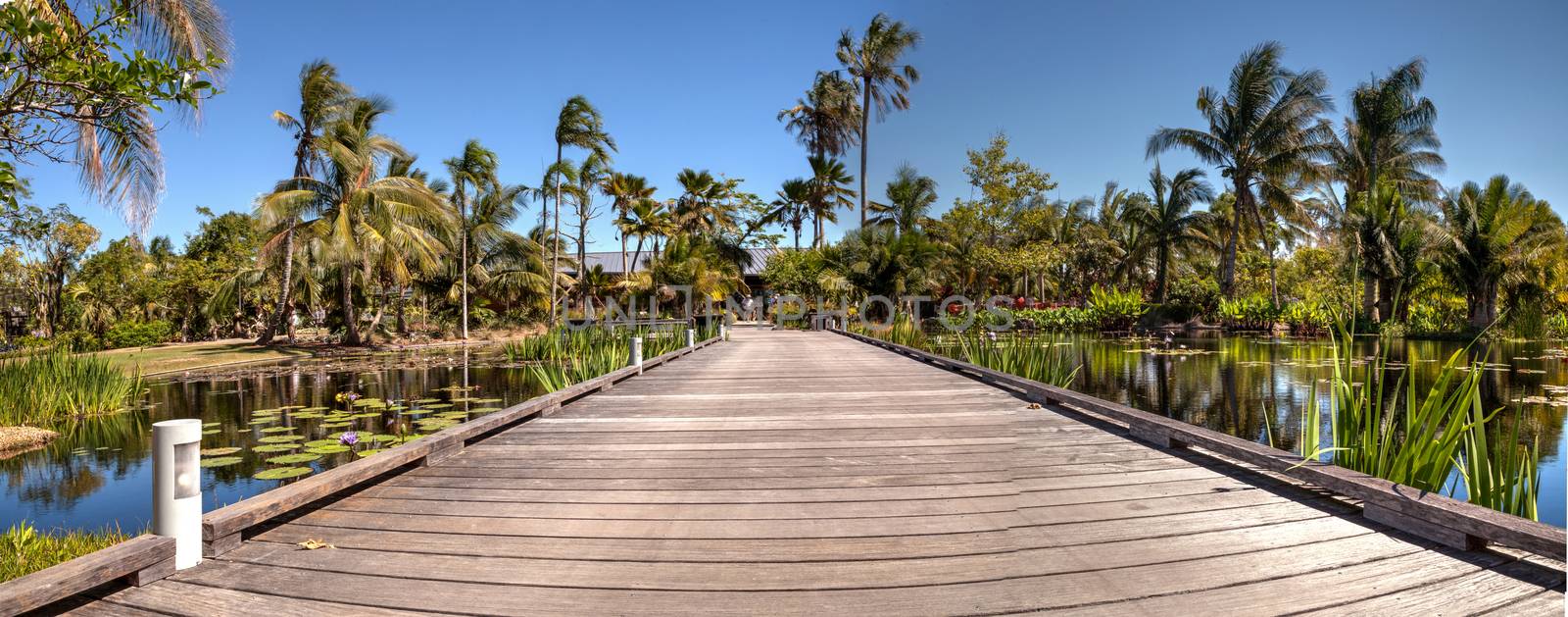 Boardwalk through a reflective pond with water lilies and plants by steffstarr