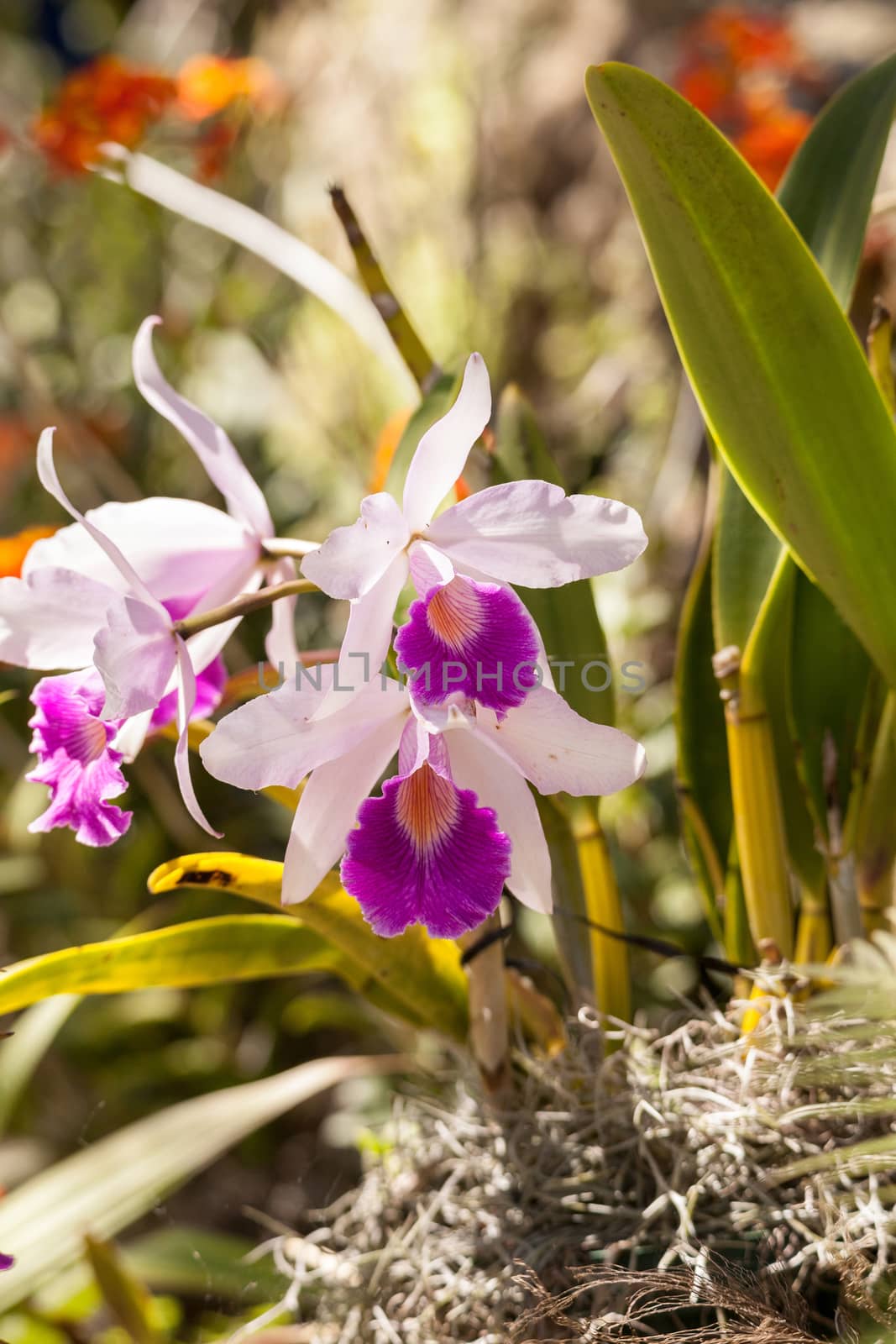 Purple Cattleya orchid flower by steffstarr