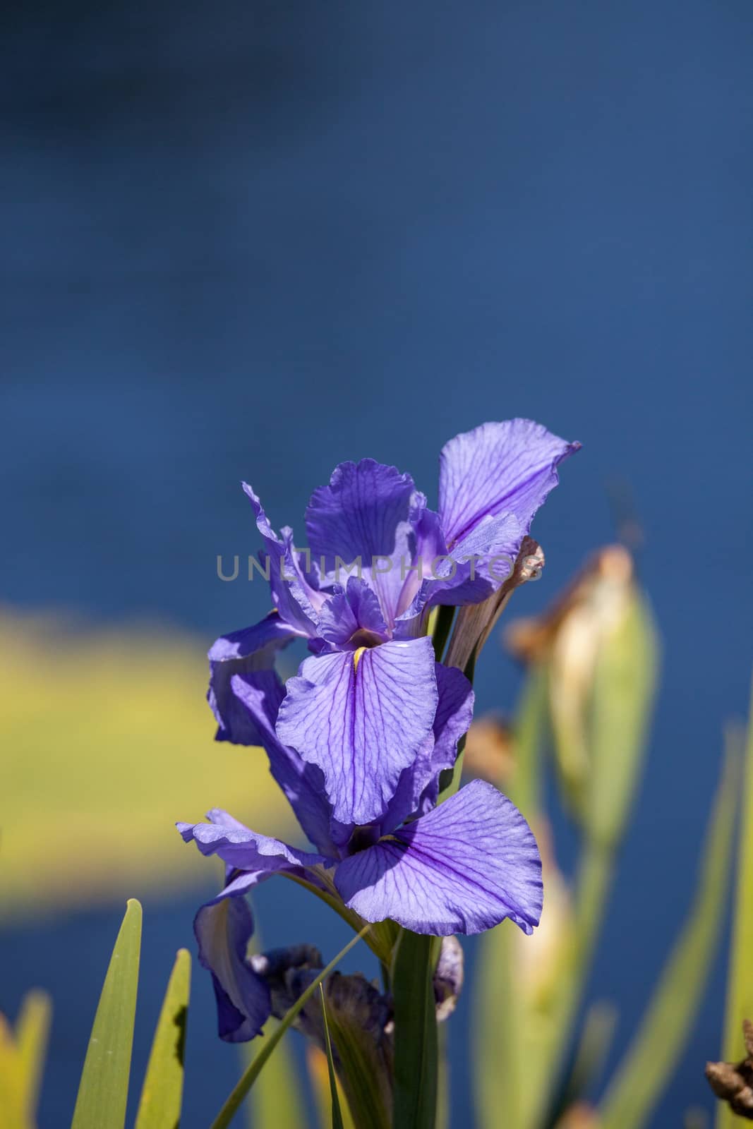 Large purple Bearded Iris Iris germanica flower blooms in a water garden in Naples, Florida