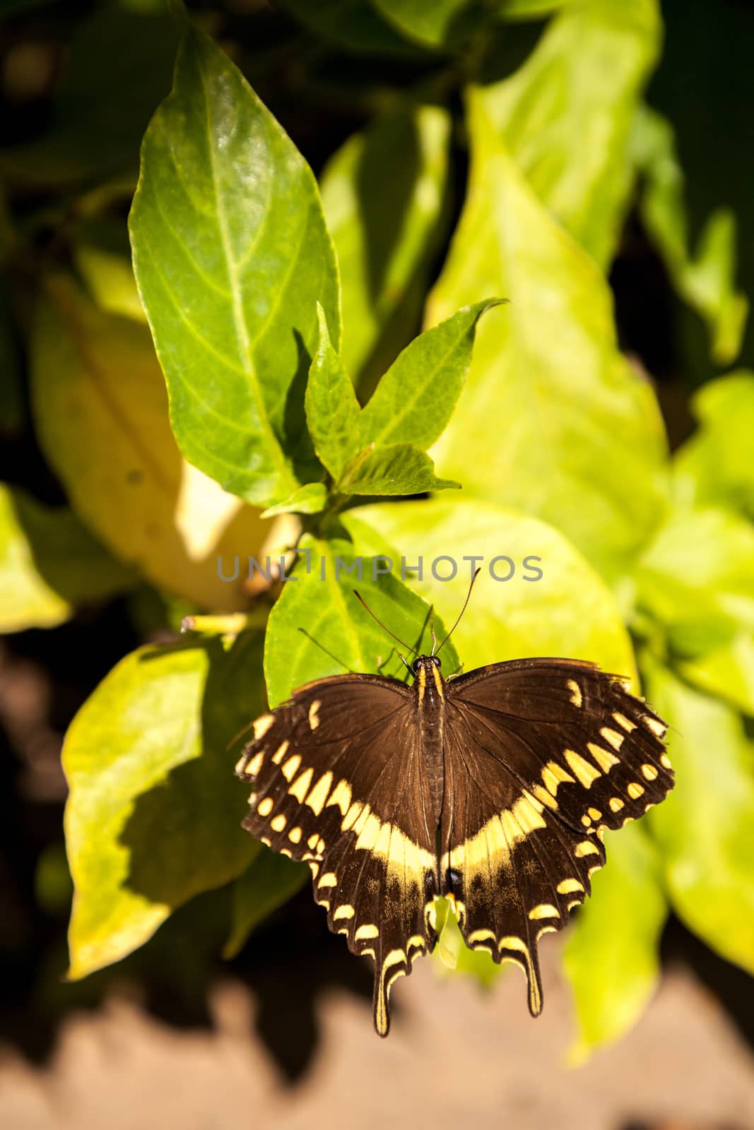 Yellow and brown Palamedes swallowtail butterfly Pterourus palam by steffstarr