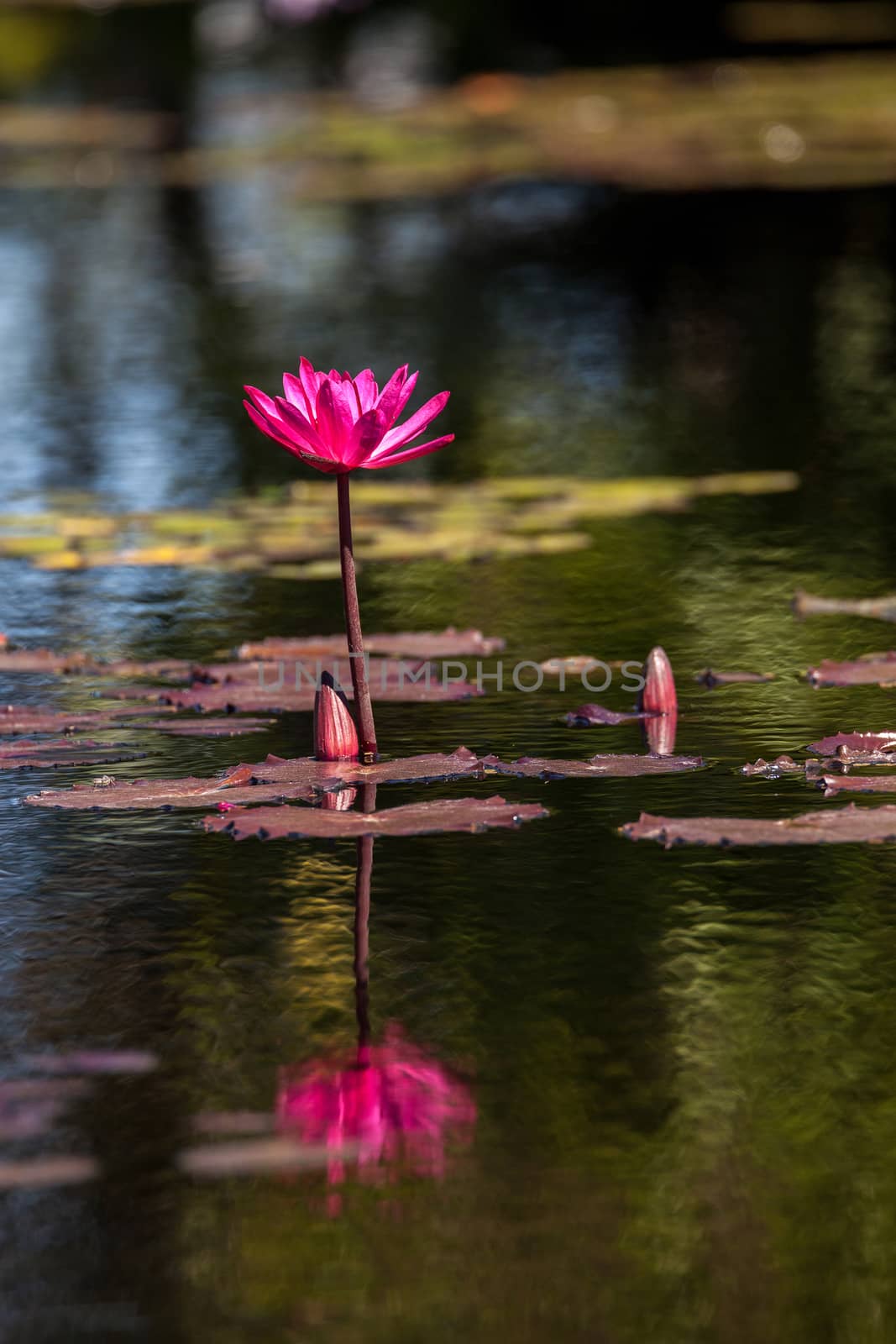 Pink red Water lily Nymphaeaceae blossoms among lily pads on a pond in Naples, Florida