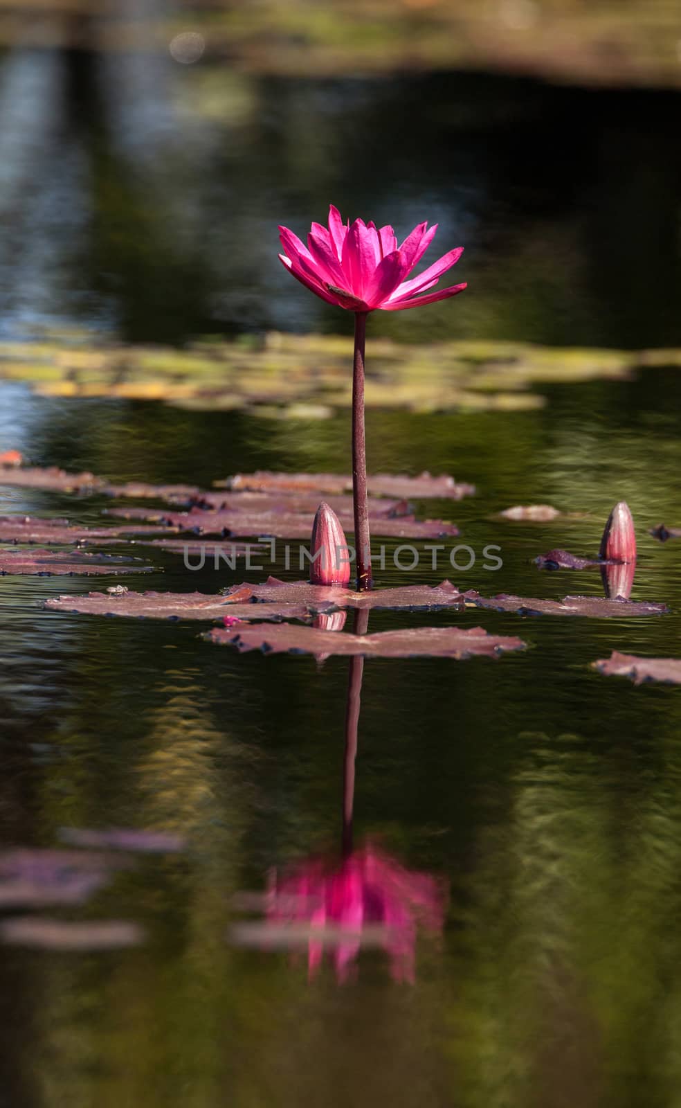 Pink red Water lily Nymphaeaceae blossoms among lily pads by steffstarr
