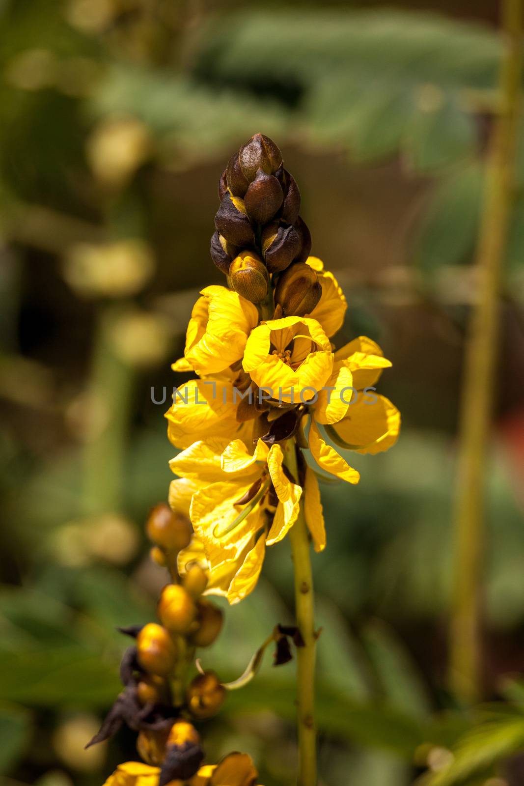 Bright yellow flowers of popcorn senna also called Senna didymob by steffstarr