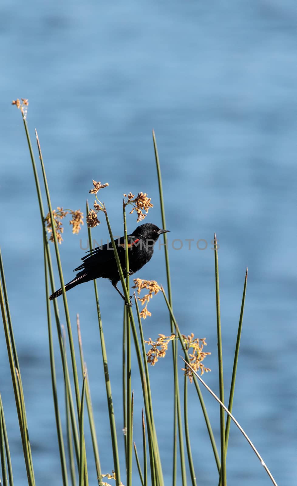 Male red winged blackbird Agelaius phoeniceus perches in a swamp in Naples, Florida