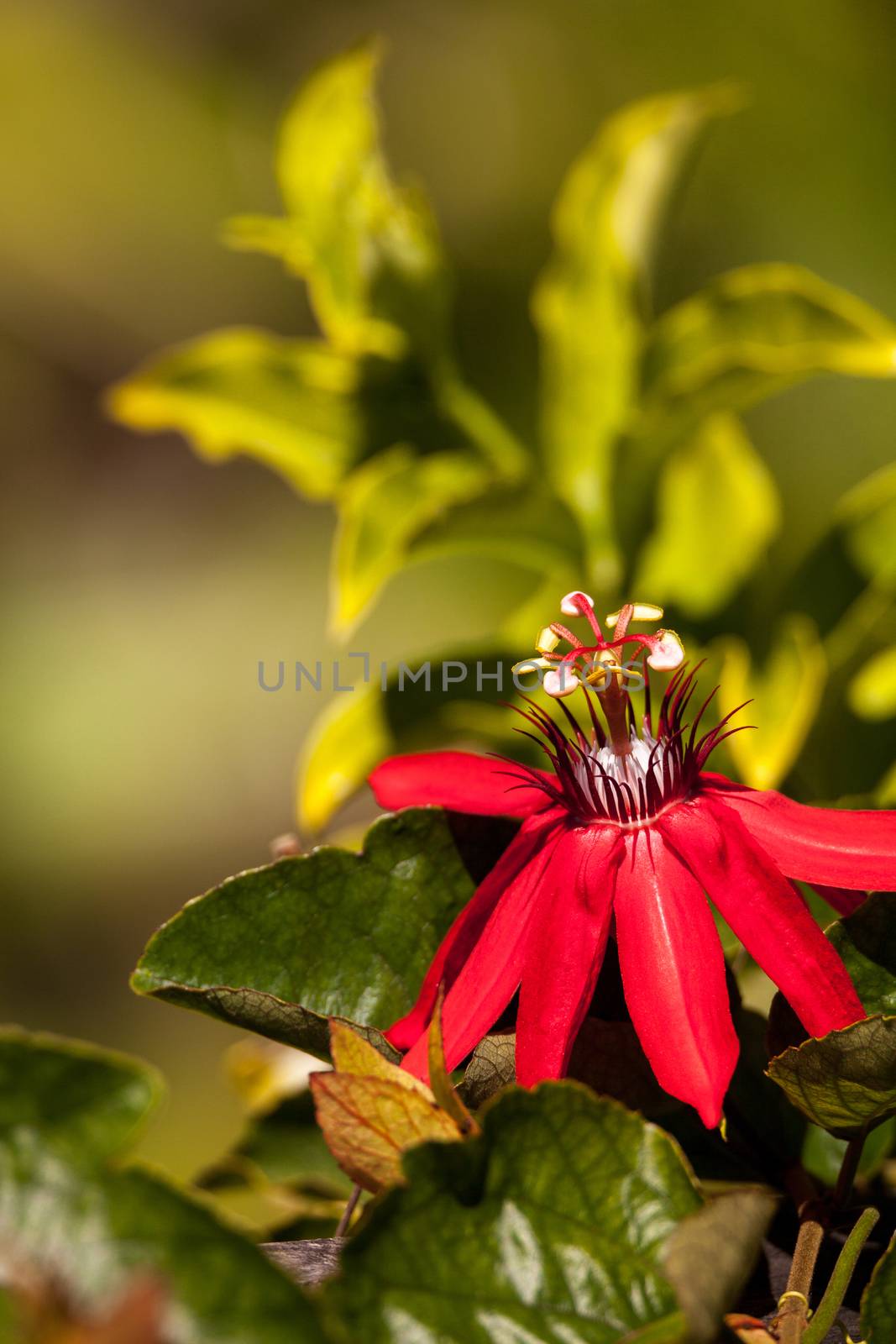 Scarlet flame red passionflower called Passiflora miniata blooms on a vine in Southern Florida