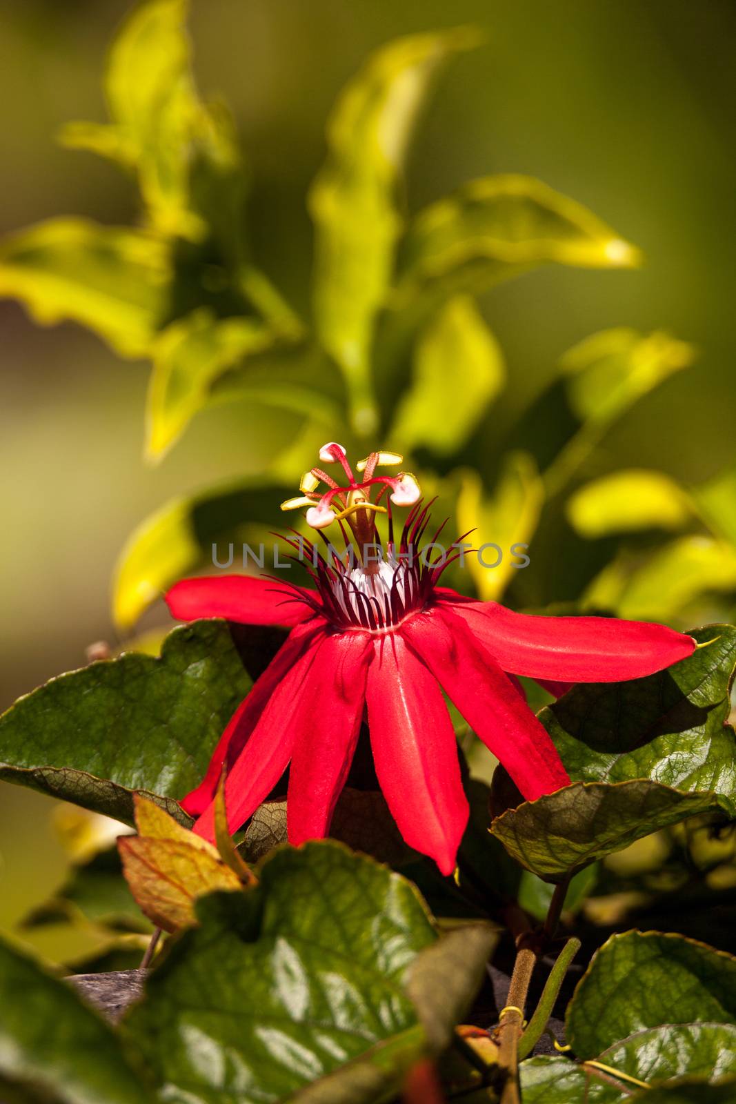 Scarlet flame red passionflower called Passiflora miniata by steffstarr