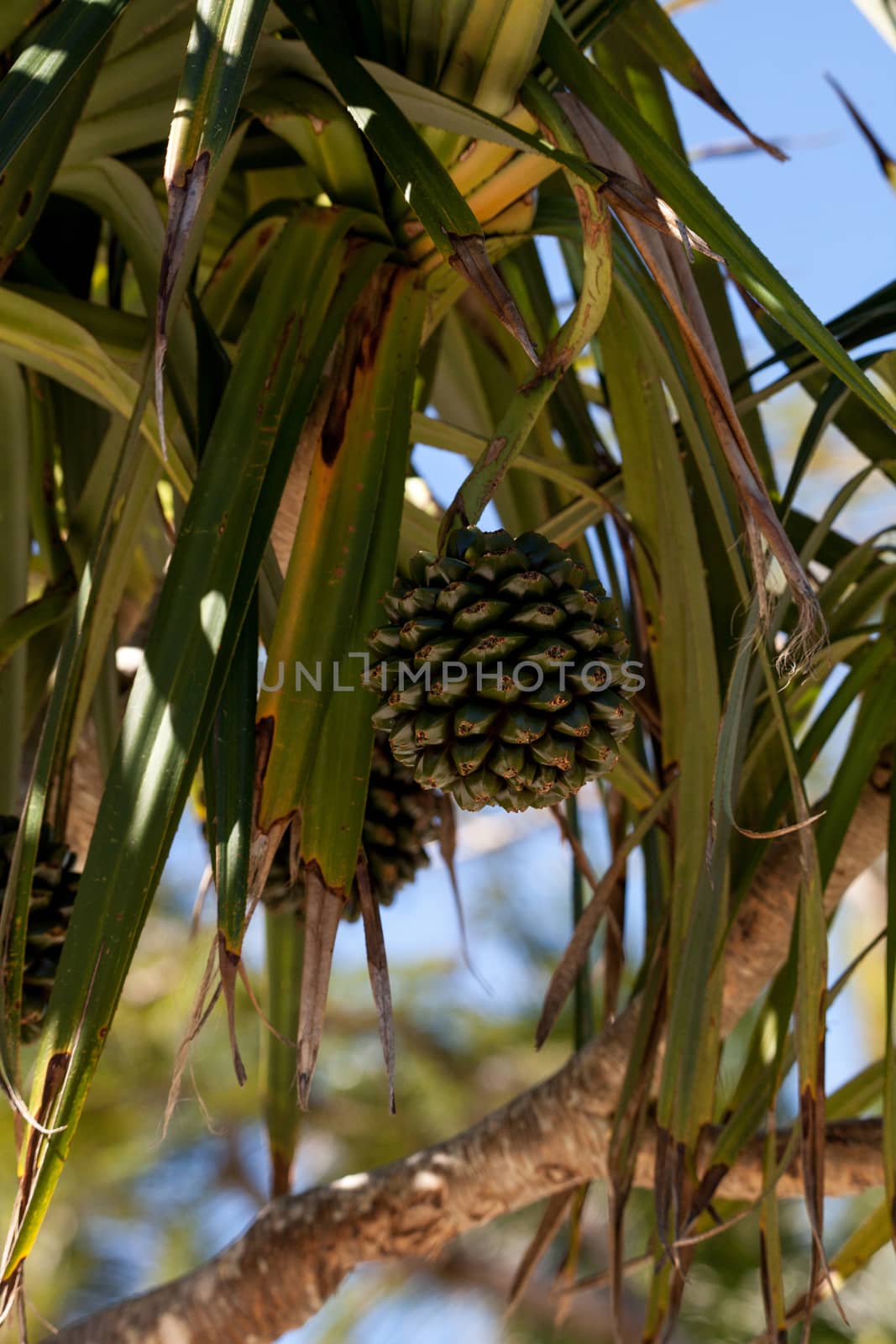 Screw pine fruit Pandanus utilis grows on a tree in southeastern Florida but can also be found in Madagascar