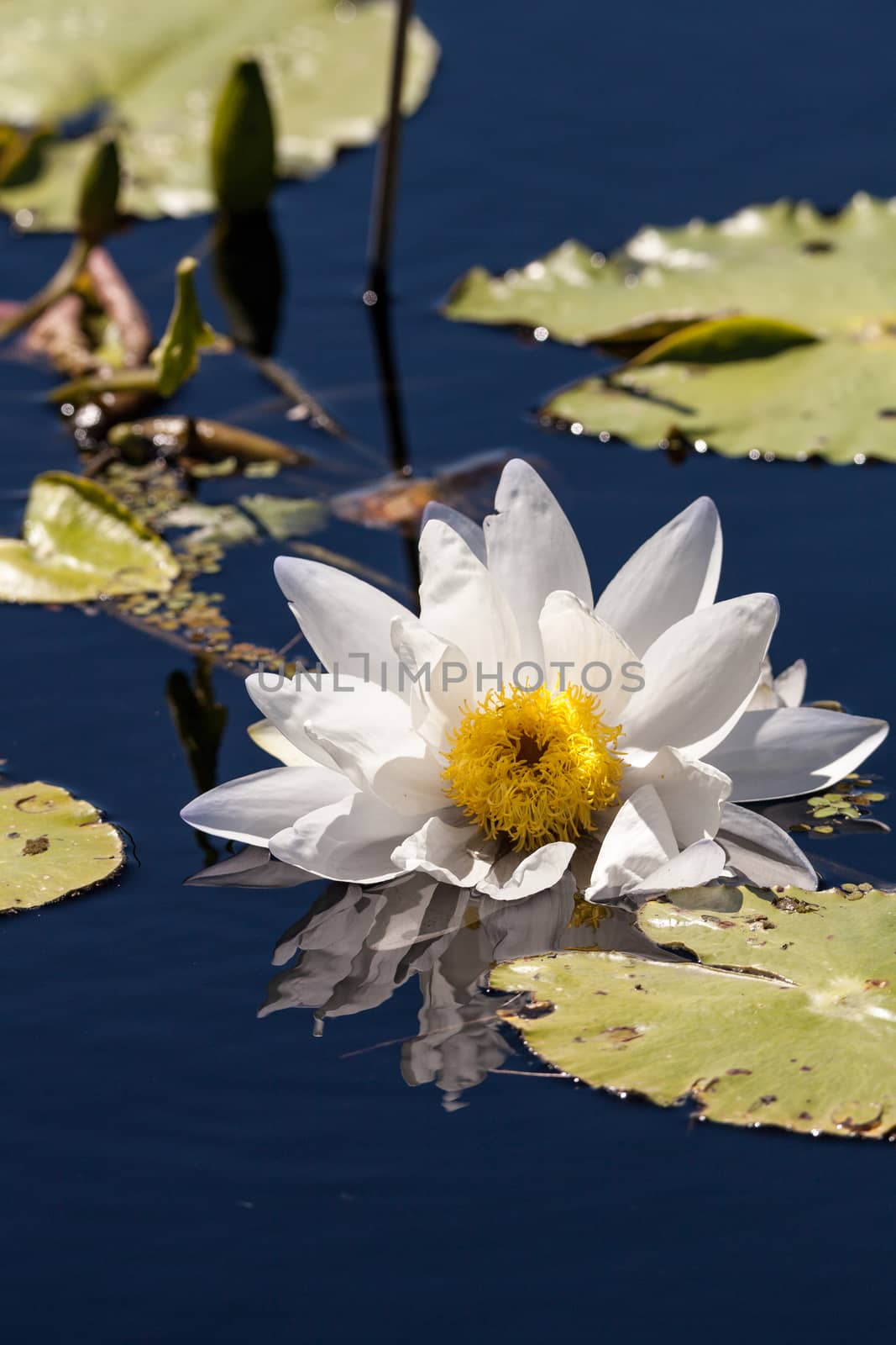 White Nymphaea ao bombori water lily in a pond in Naples, Florida