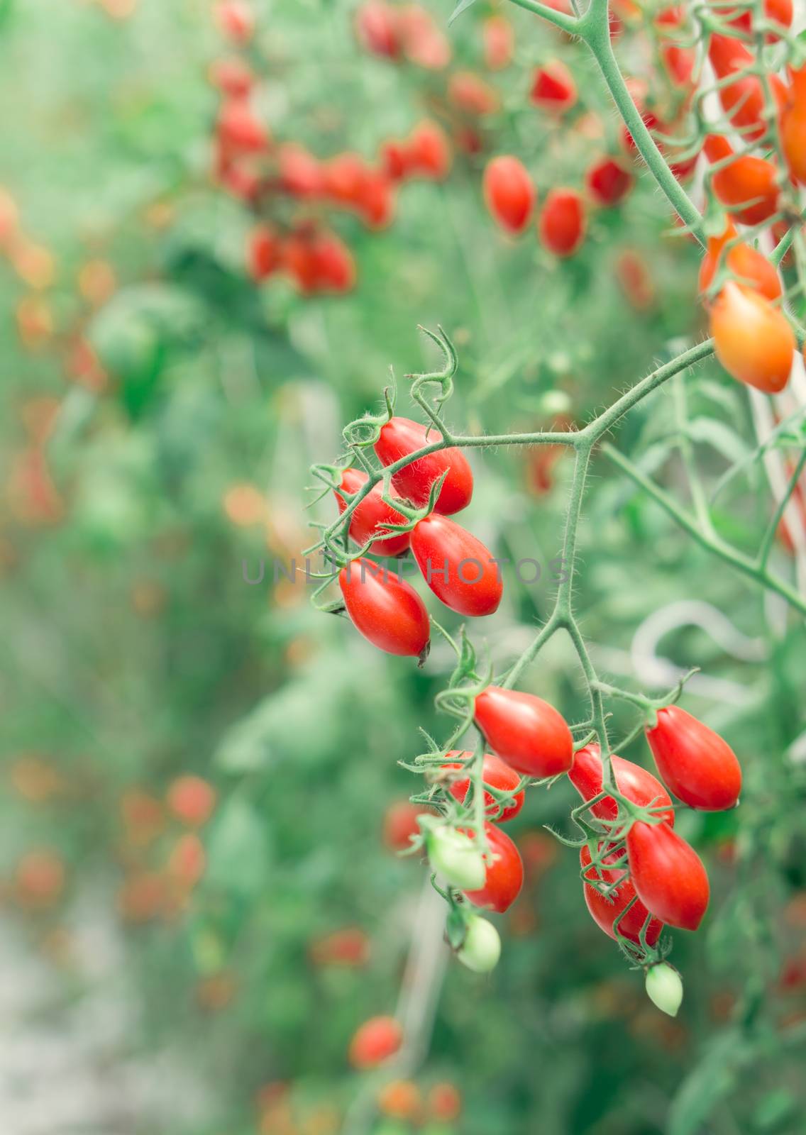 Closeup hand holding tomatoes with branch in vegetable farm for healthy food concept, vintage color tone, selective focus