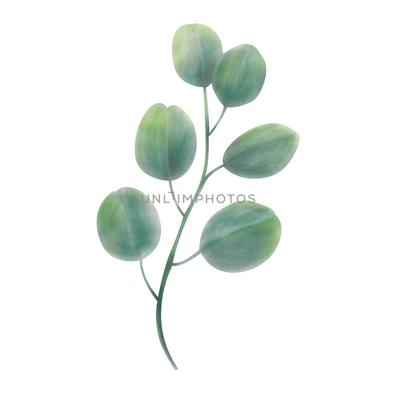 Eucalyptus leaves and branches watercolor digital illustration o by pt.pongsak@gmail.com