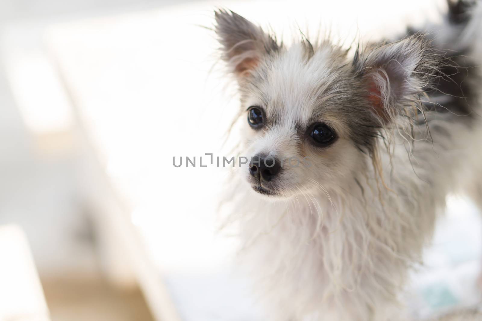 Closeup pomeranian dog  looking something after take a bath with sun light vintange tone, selective focus