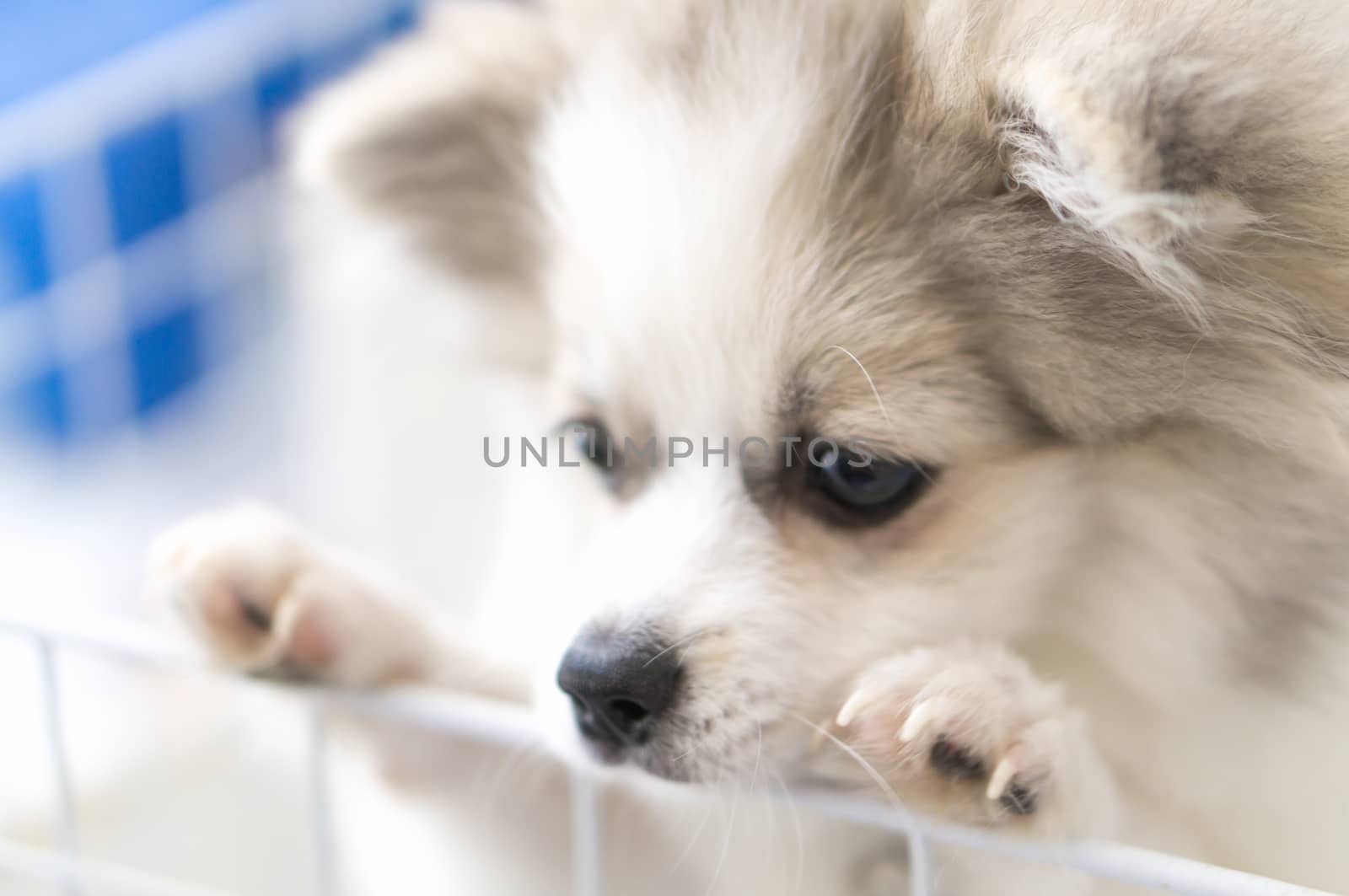 Close up puppy pomeranian waiting owner with sad face, selective focus