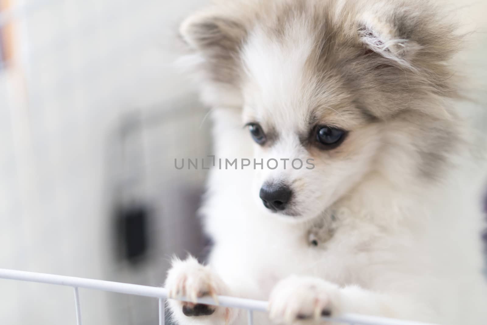 Close up puppy pomeranian waiting owner with sad face, selective focus