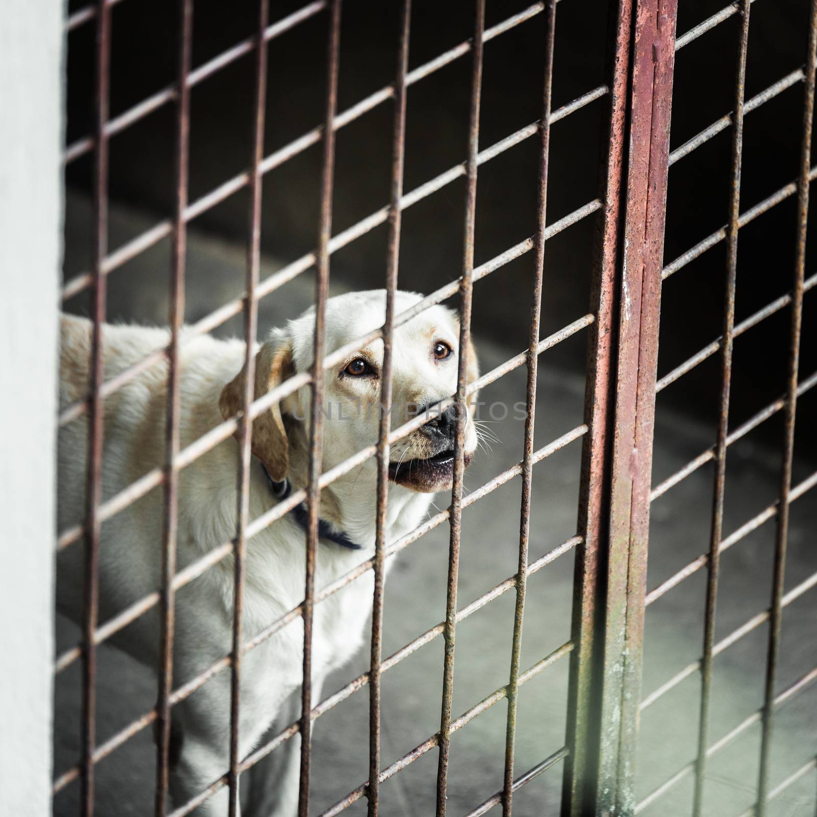 Dog locked in a cage by dutourdumonde