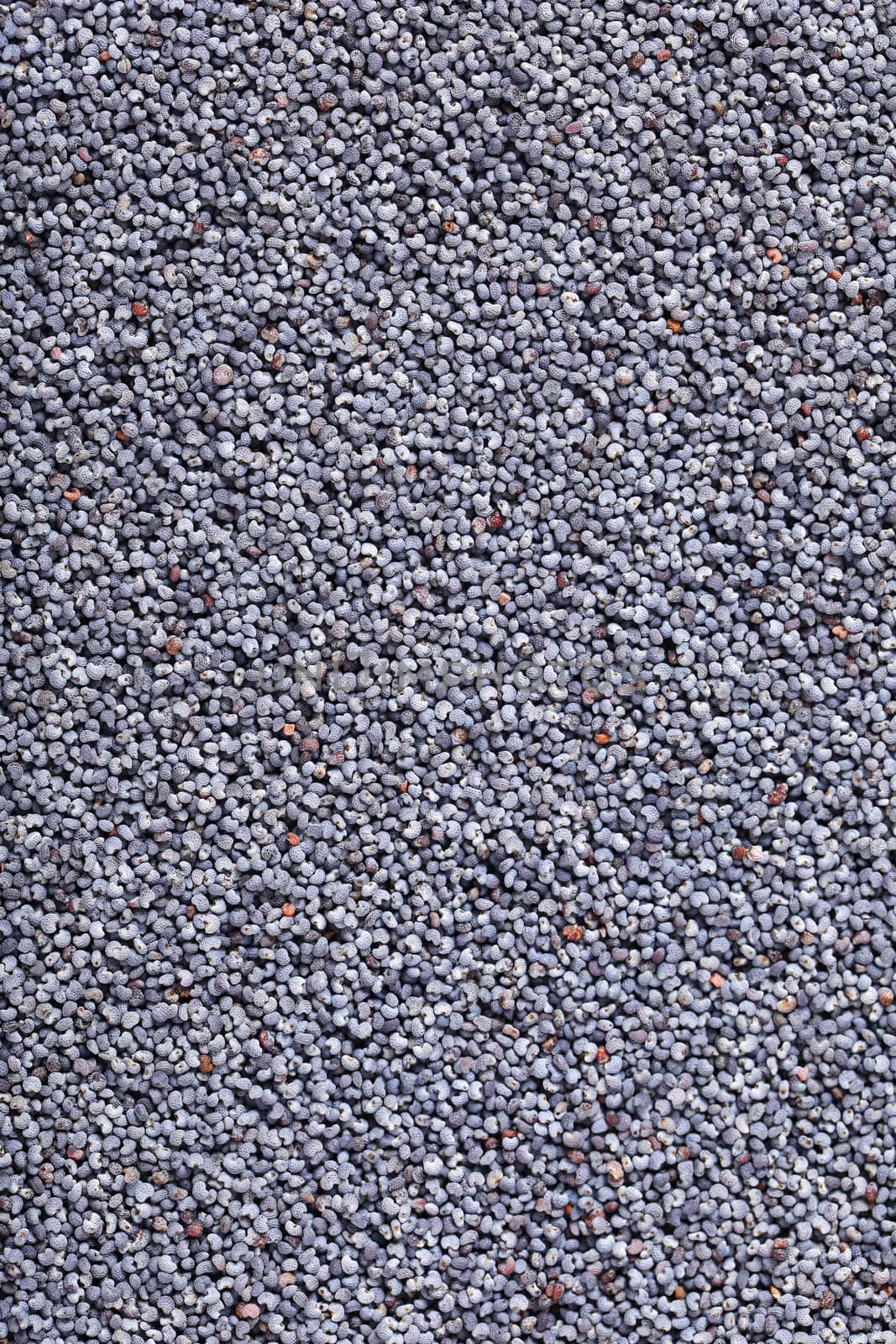 whole blue poppy seeds background