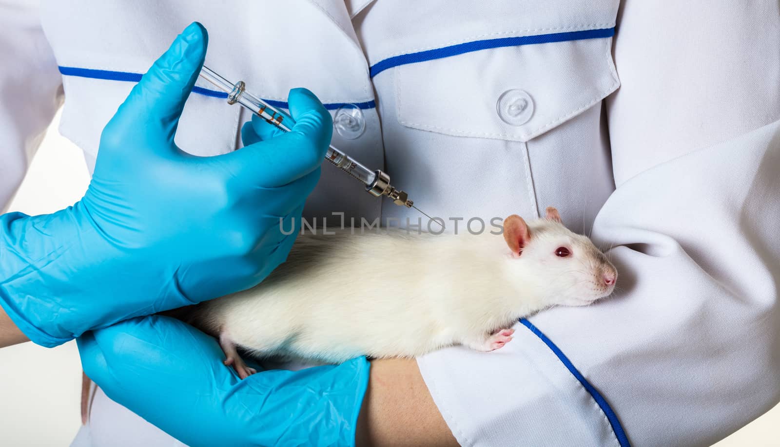 woman in uniform injects syringe to white rat