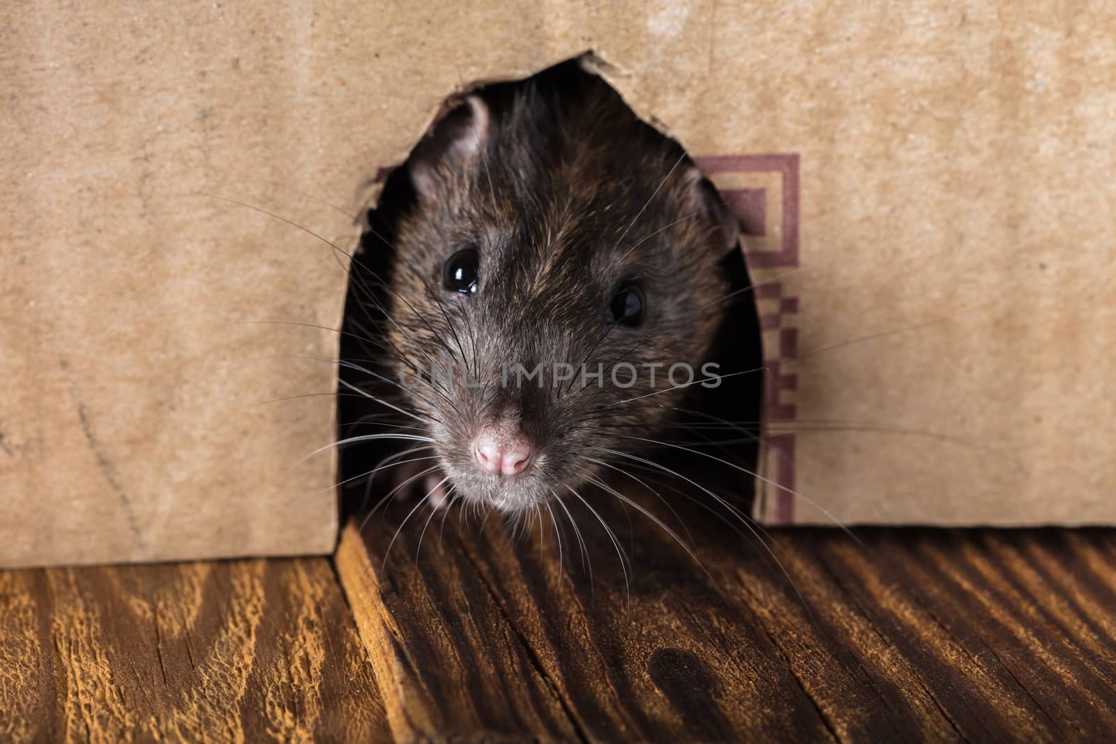 gray rat peeking out of the box close-up