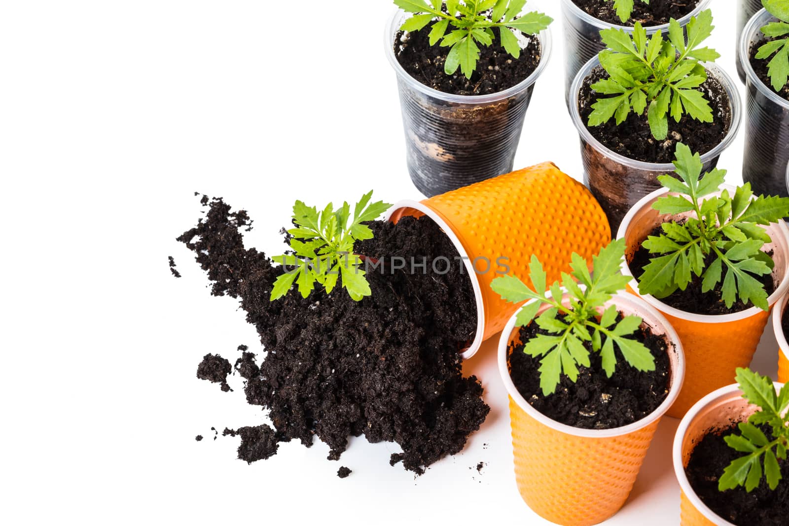 fallen pot with a young plant on a white background