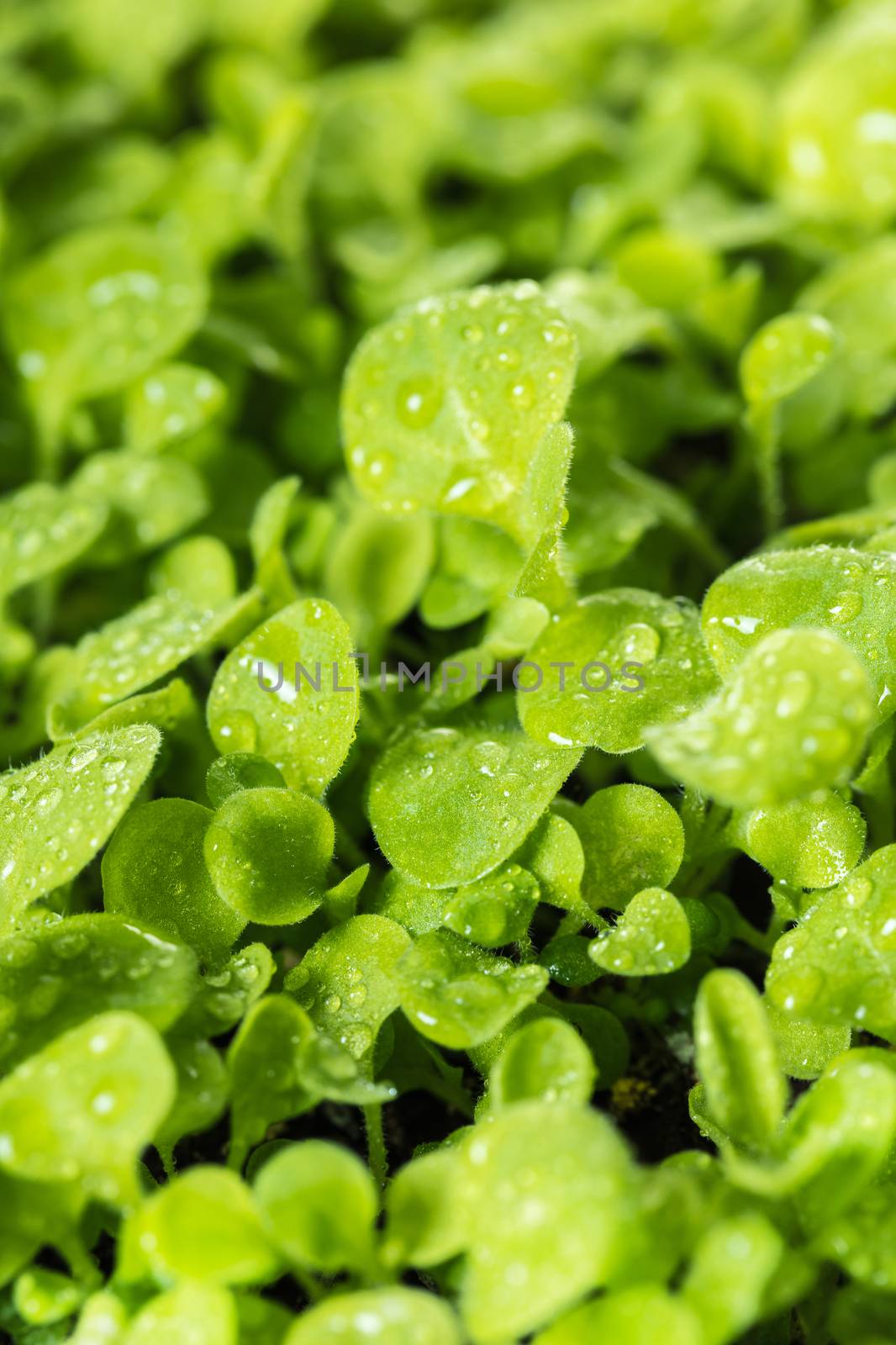 growing young plants with water drops on leaves
