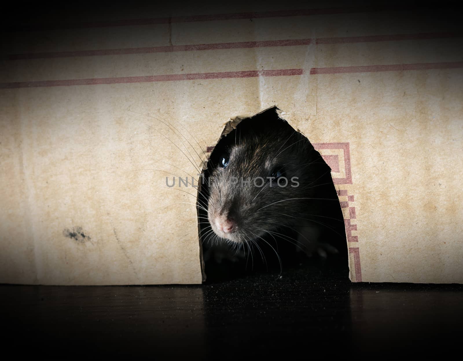 gray rat peeking out of the box close-up