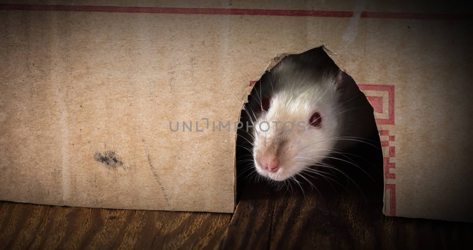 white rat peeking out of the box close-up