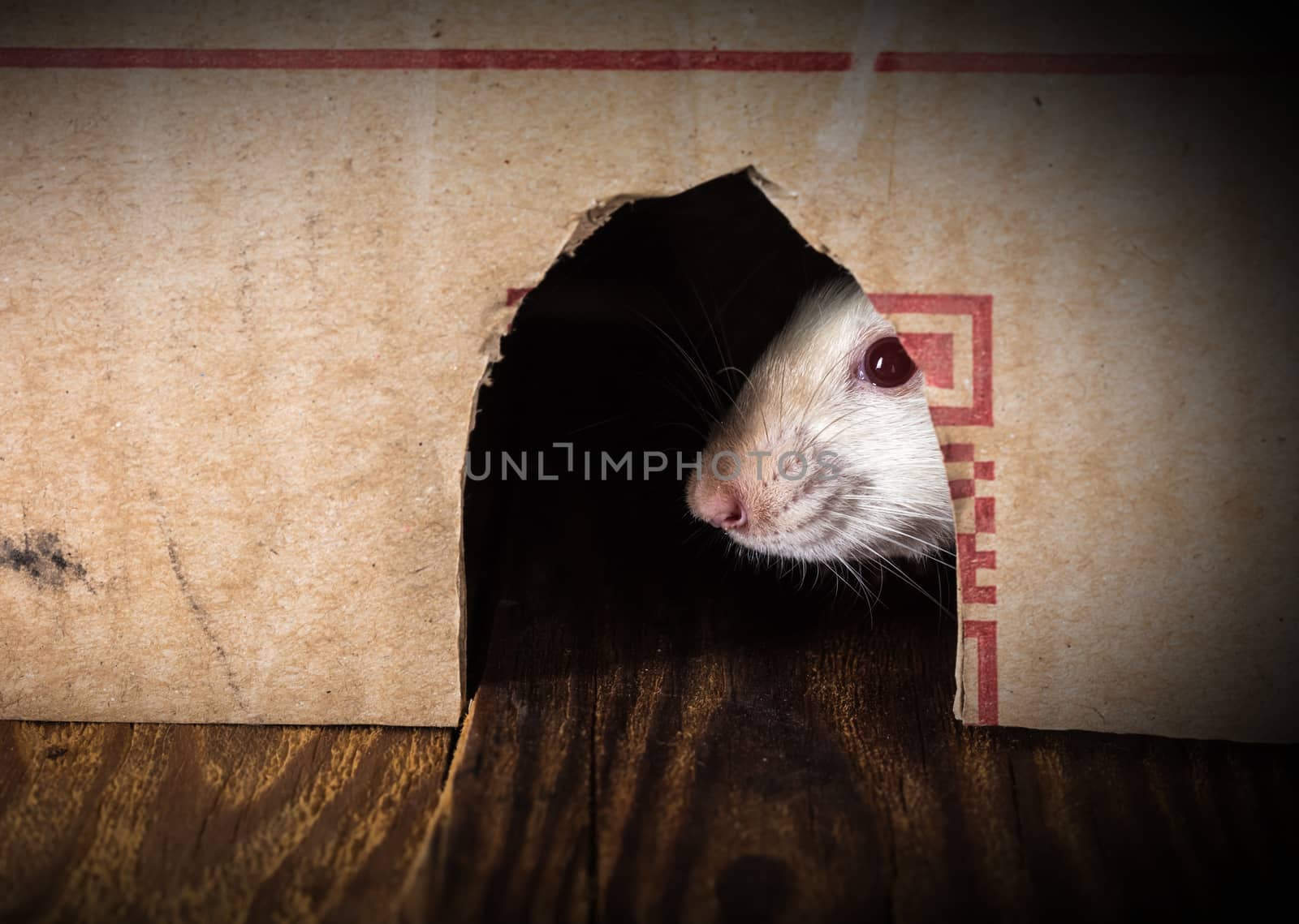 white rat peeking out of the box close-up